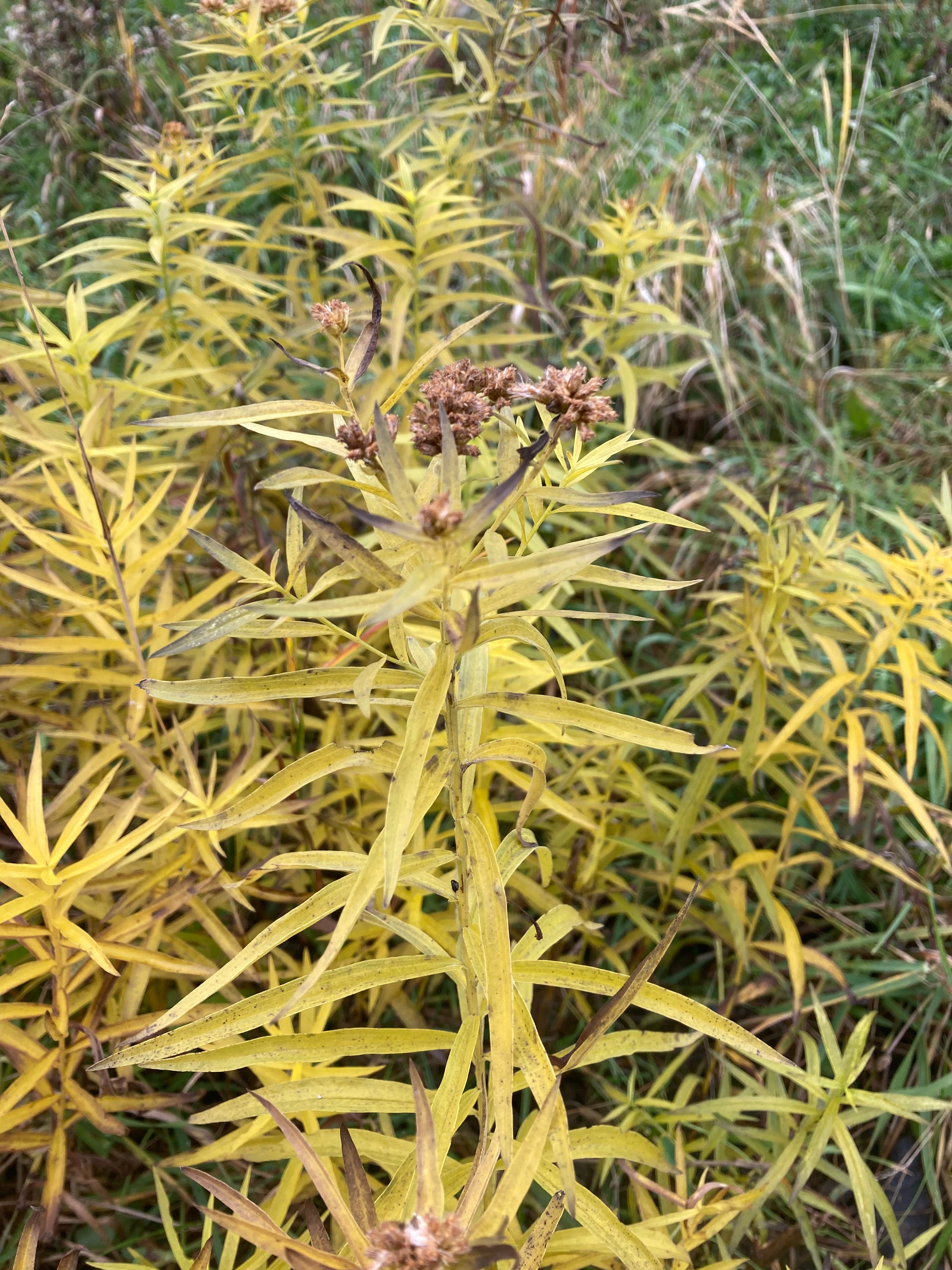 Euthamia graminifolia-Sp. (Grass-Leaved Goldenrod) - Regional Ecotype