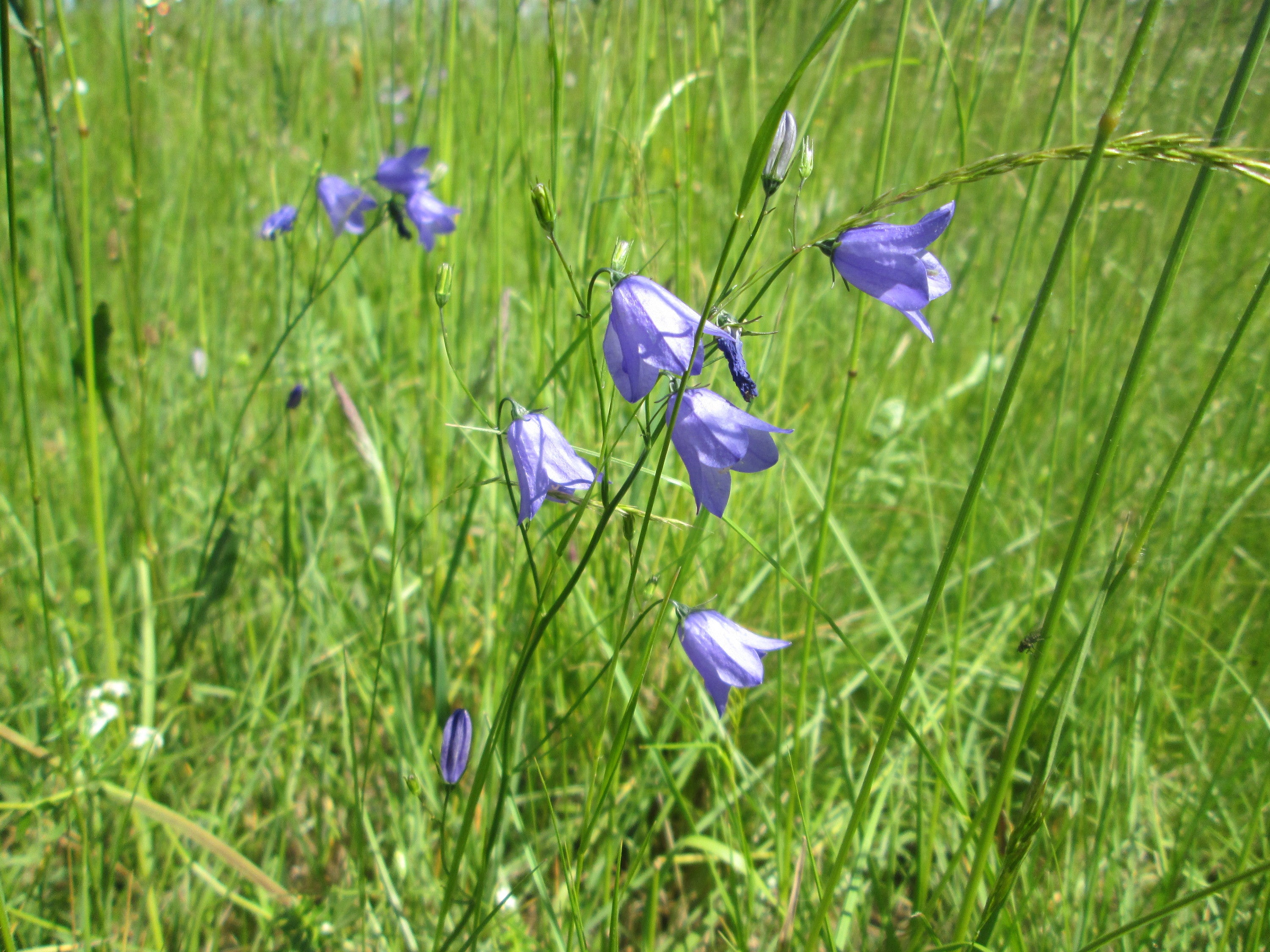 Campanula rotundifolia-Sp. (Harebell)