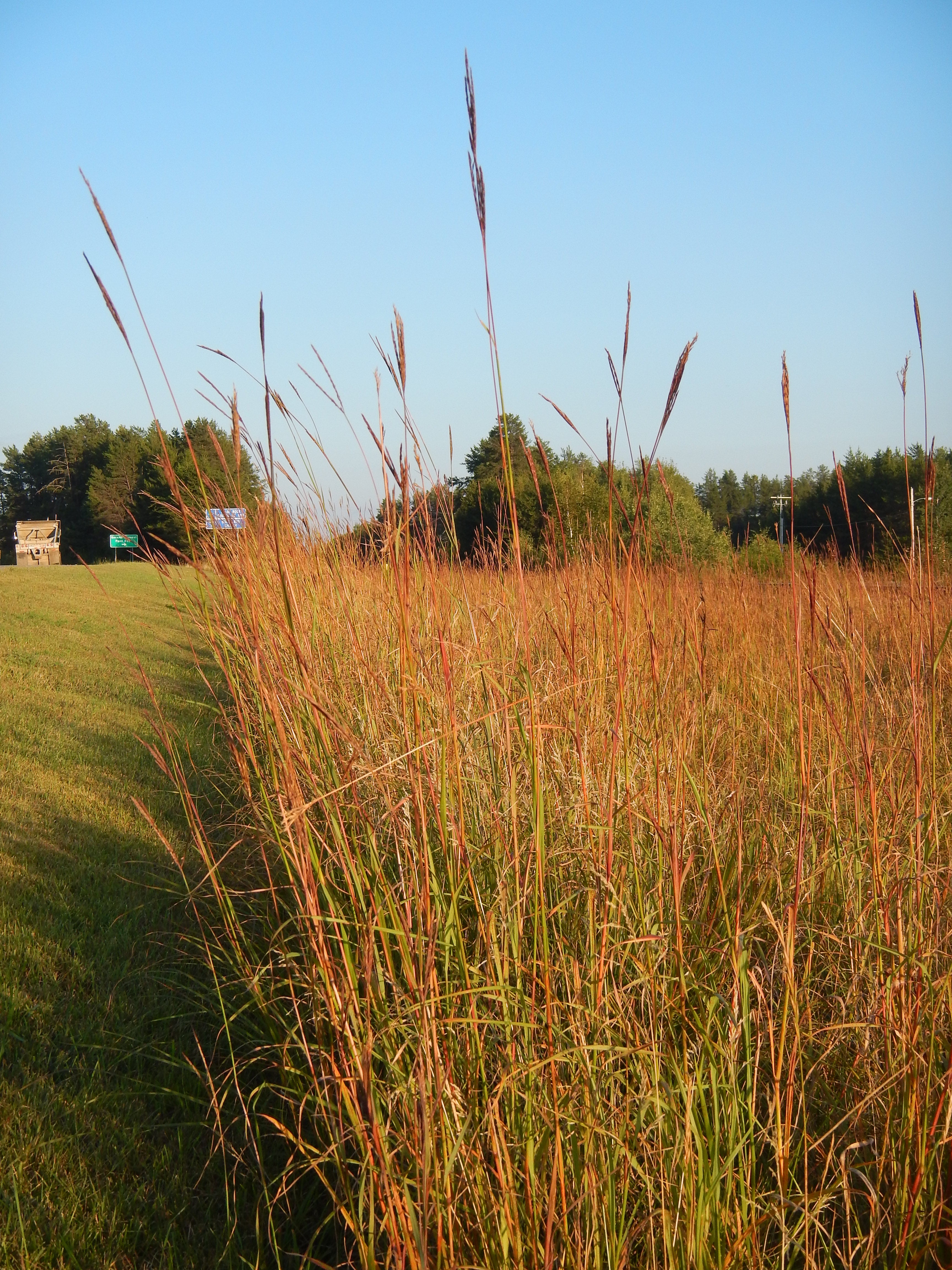 Andropogon gerardii-Sp. (Big Bluestem)