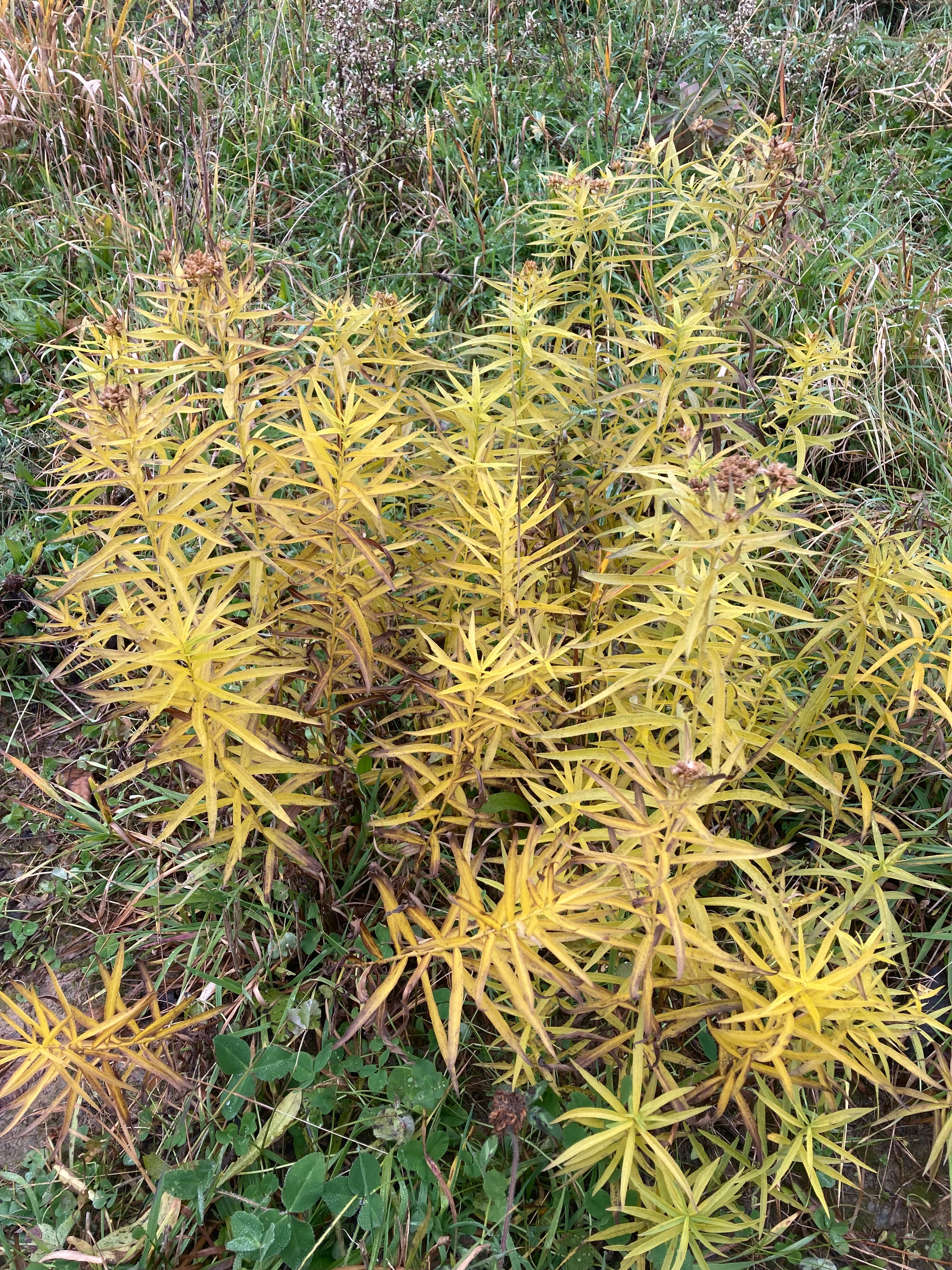 Euthamia graminifolia-Sp. (Grass-Leaved Goldenrod) - Regional Ecotype