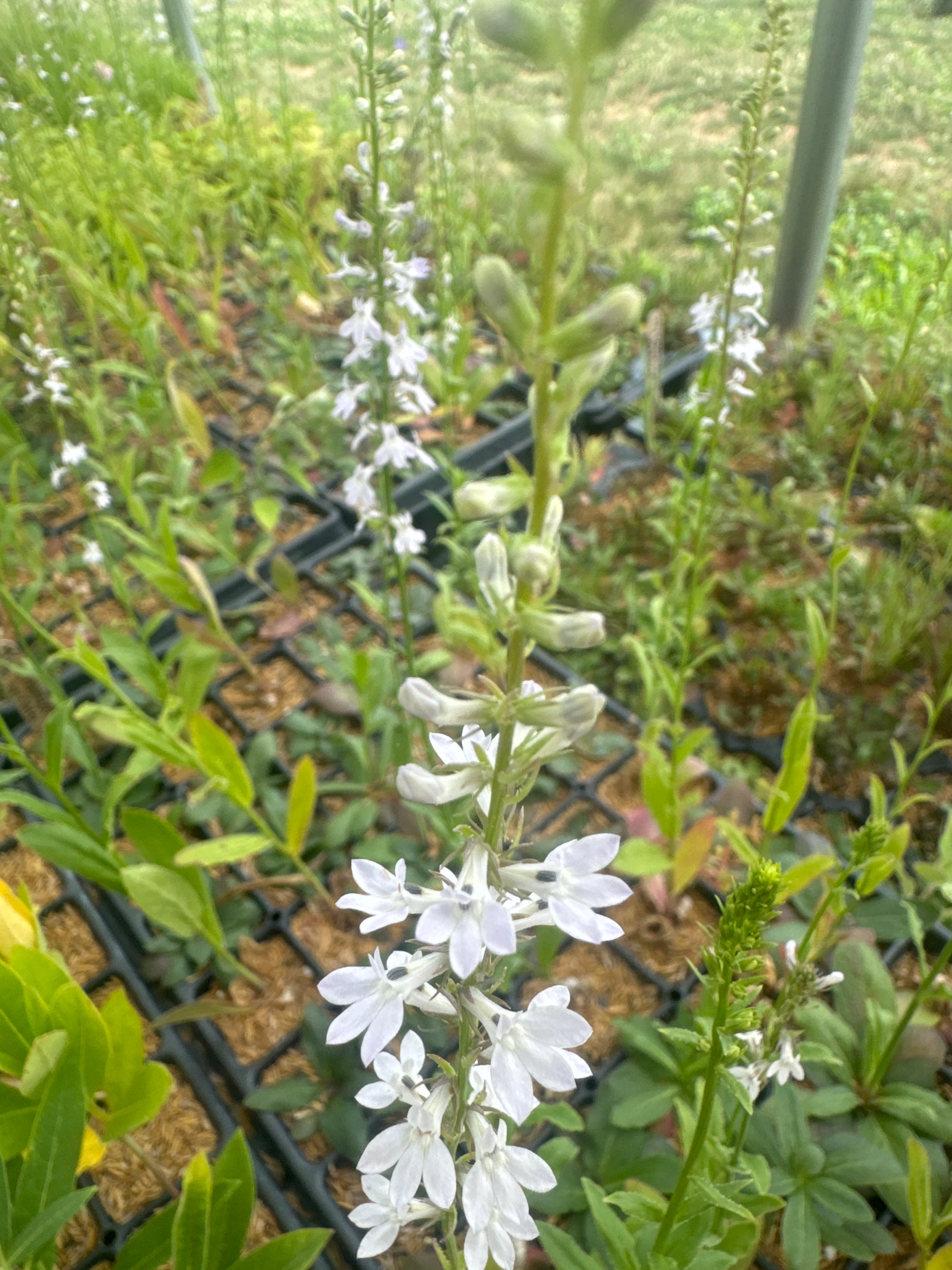 Lobelia spicata-Sp. (Pale Spiked Lobelia)