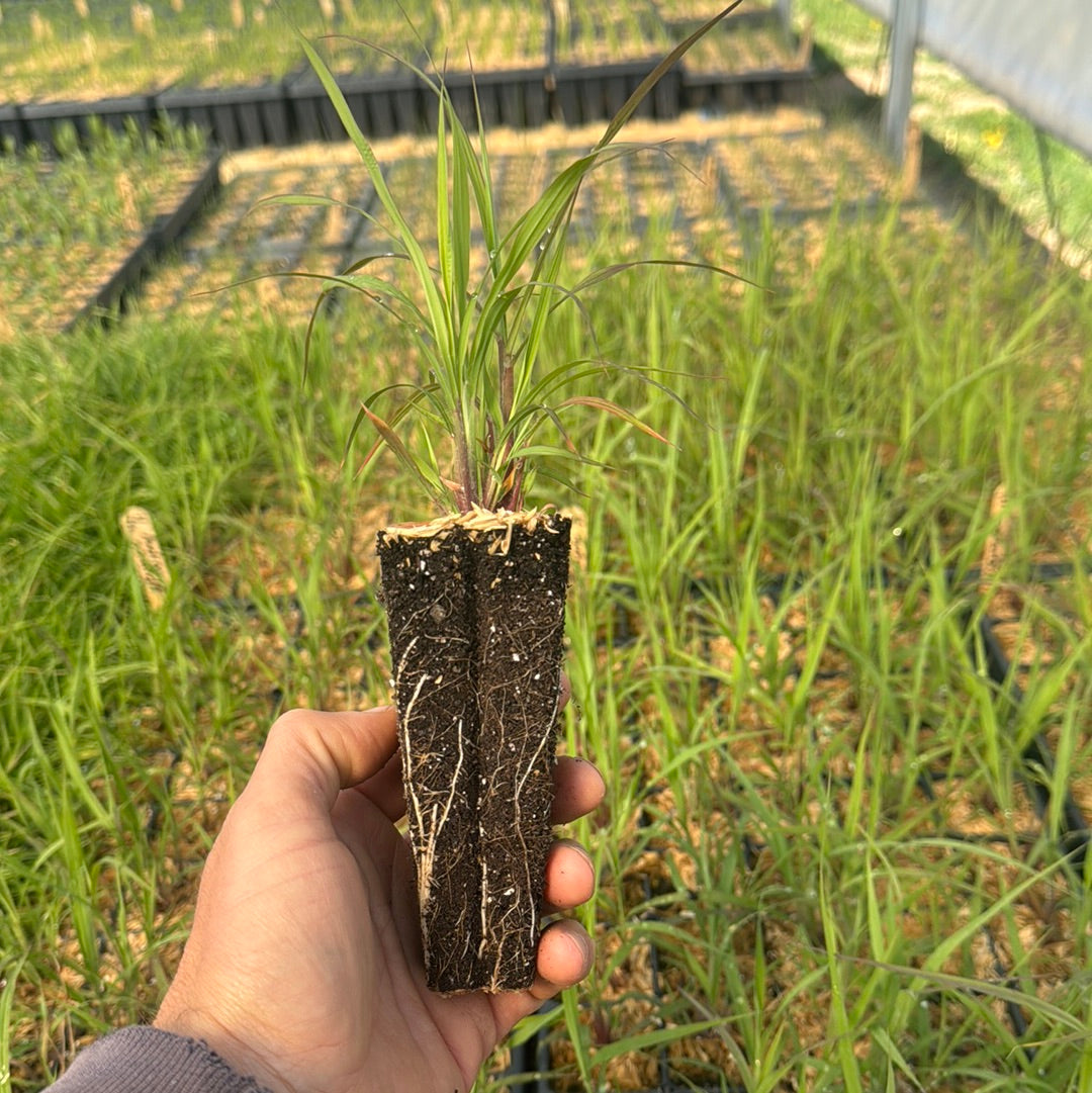 Andropogon gerardii-Sp. (Big Bluestem)