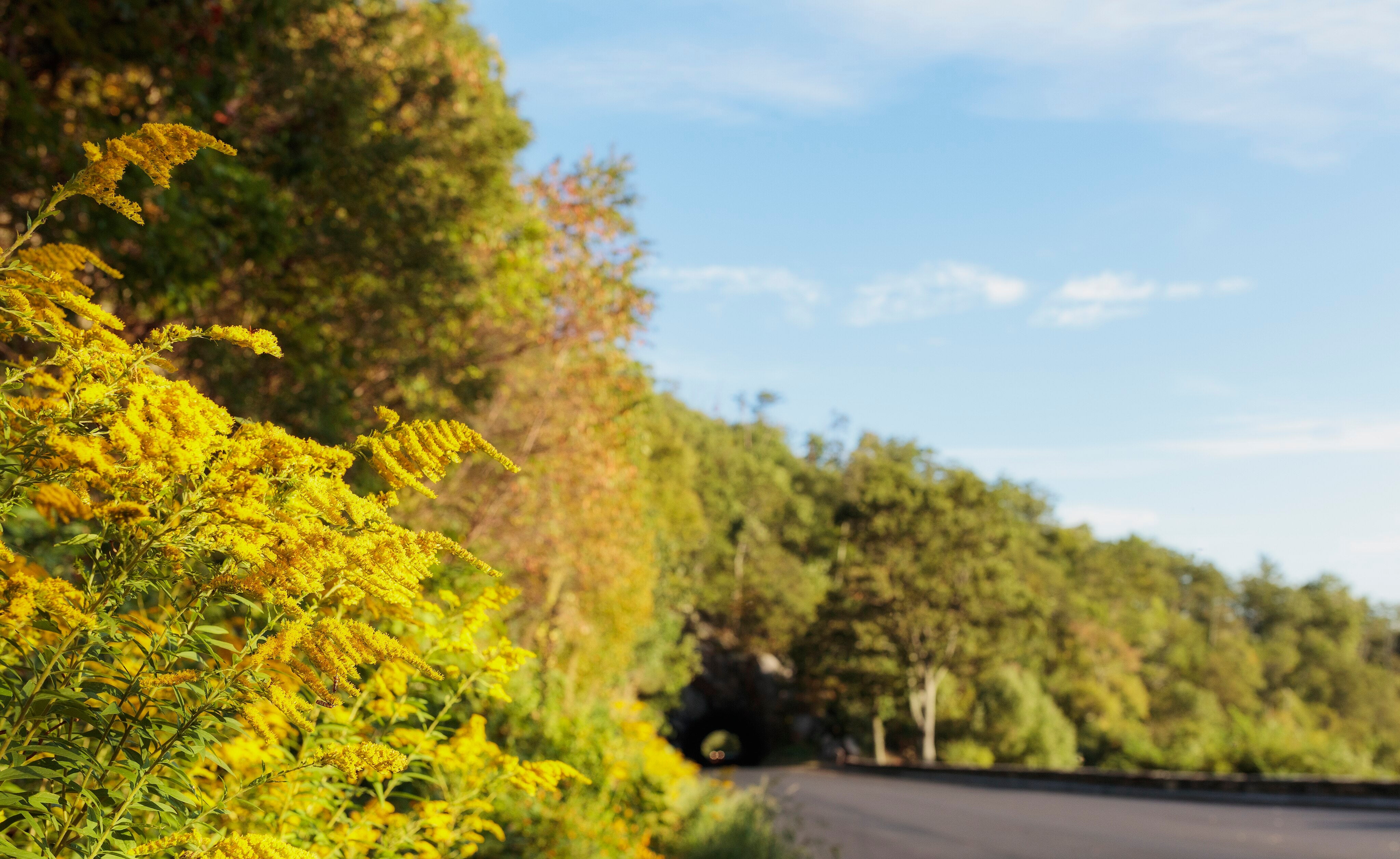 Solidago canadensis-Sp. (Canada Goldenrod) - Regional Ecotype