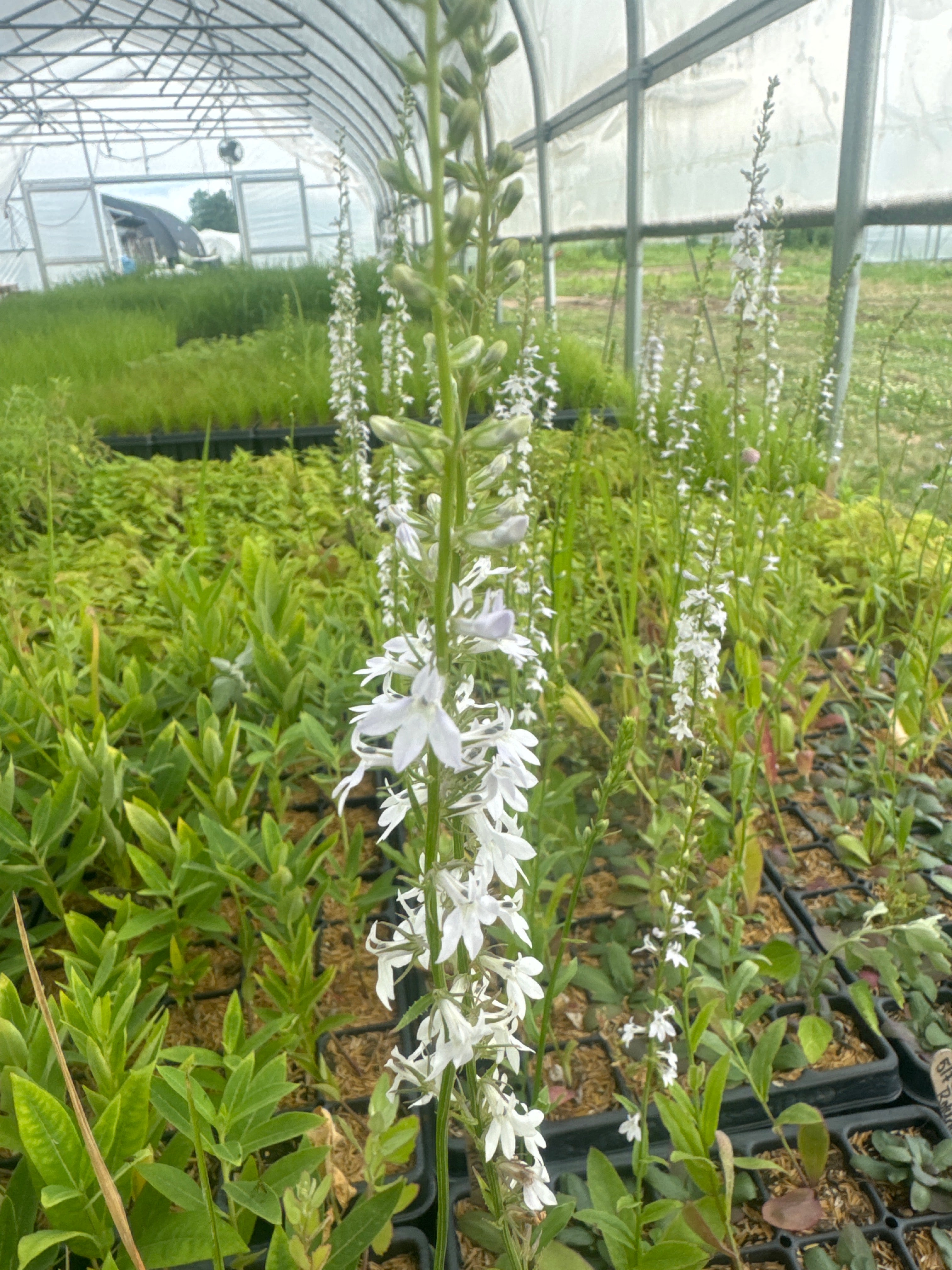 Lobelia spicata-Sp. (Pale Spiked Lobelia)