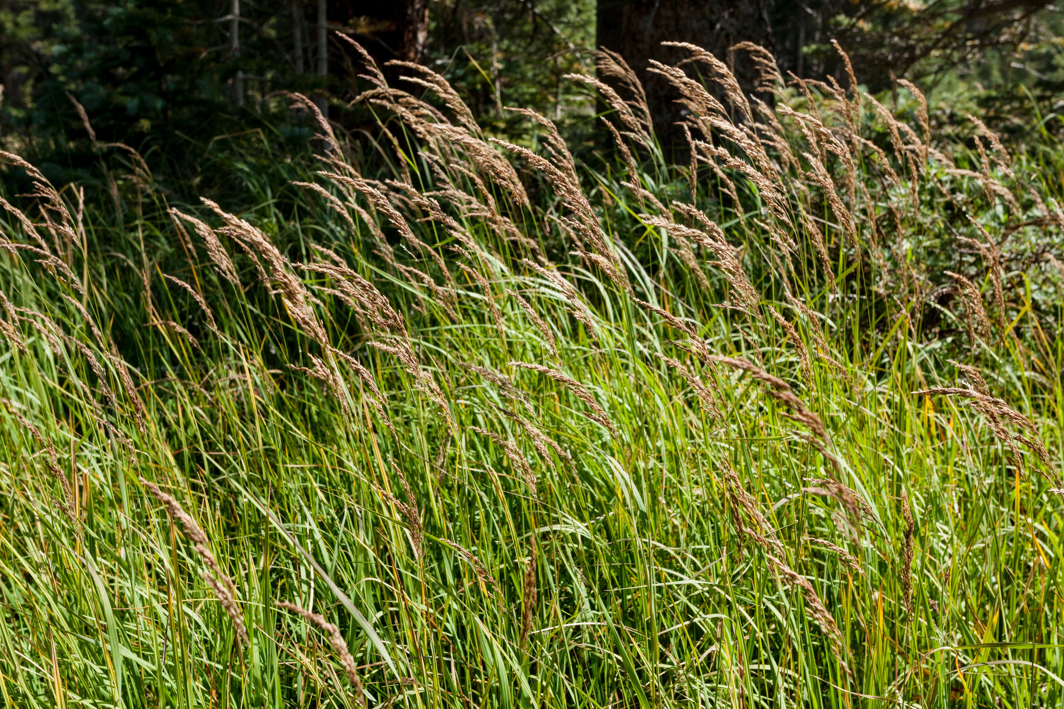 Calamagrostis Canadensis-Sp. (Bluejoint Grass)