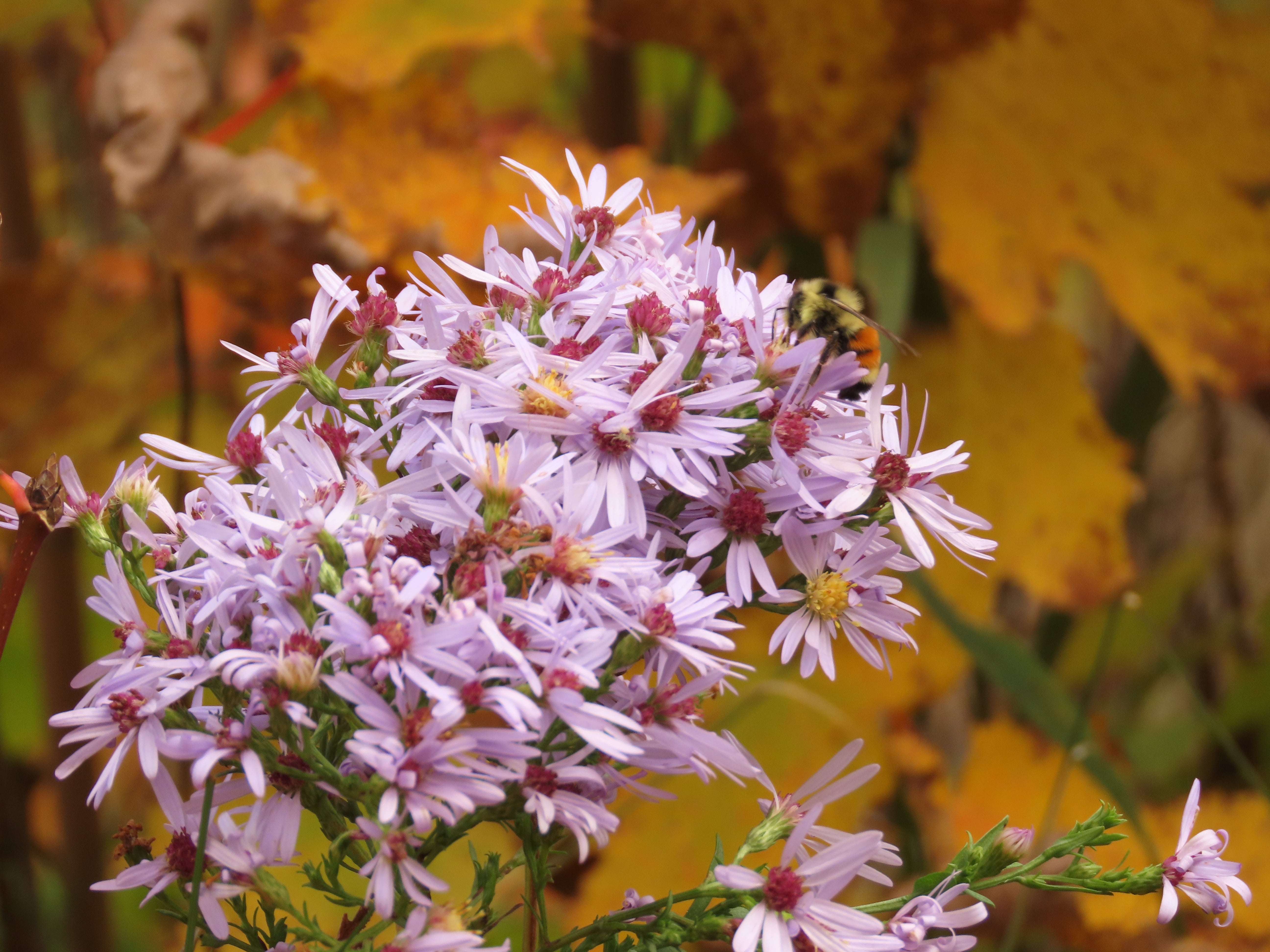 Eurybia macrophylla-Sp. (Big-Leaved Aster)