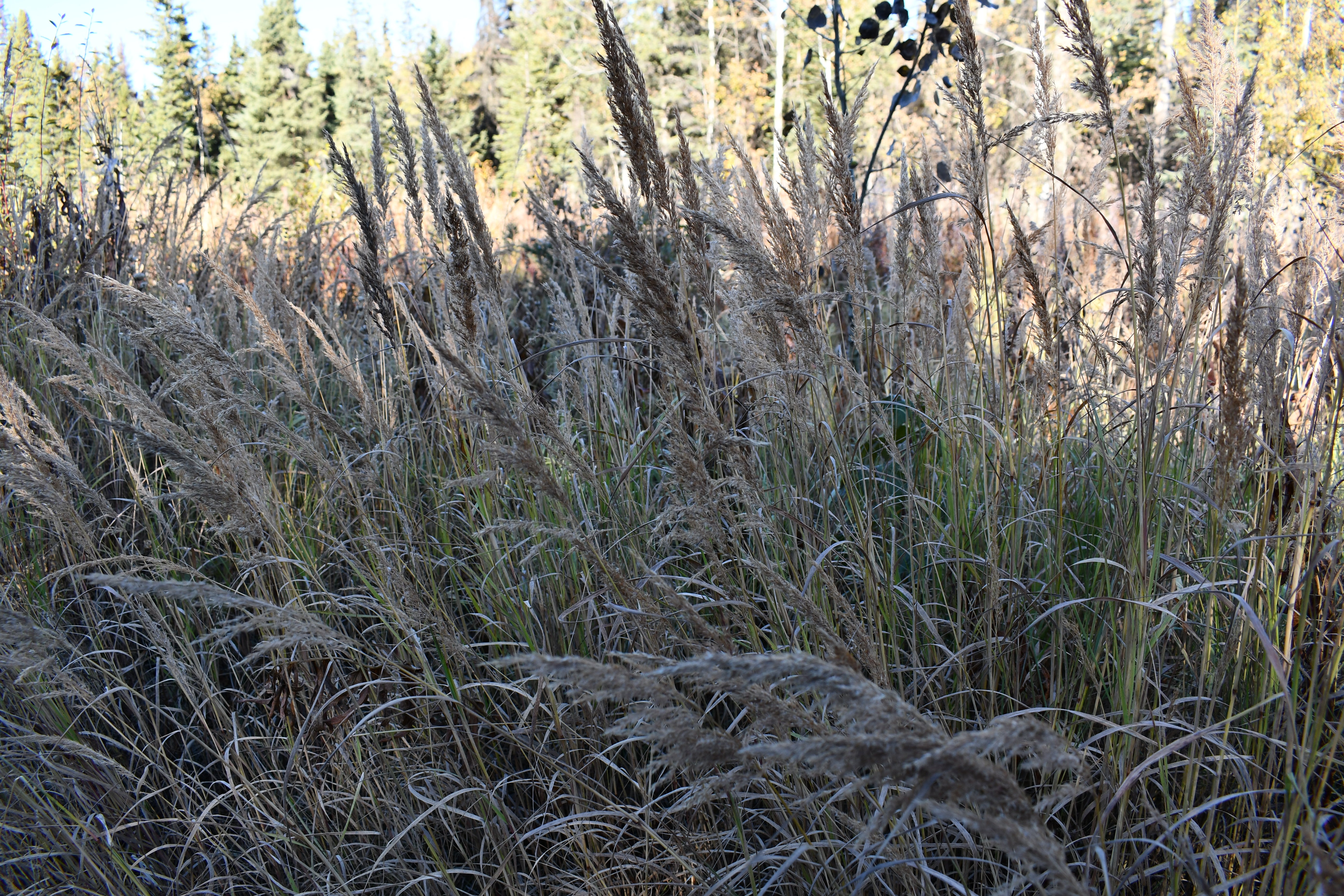 Calamagrostis Canadensis-Sp. (Bluejoint Grass)