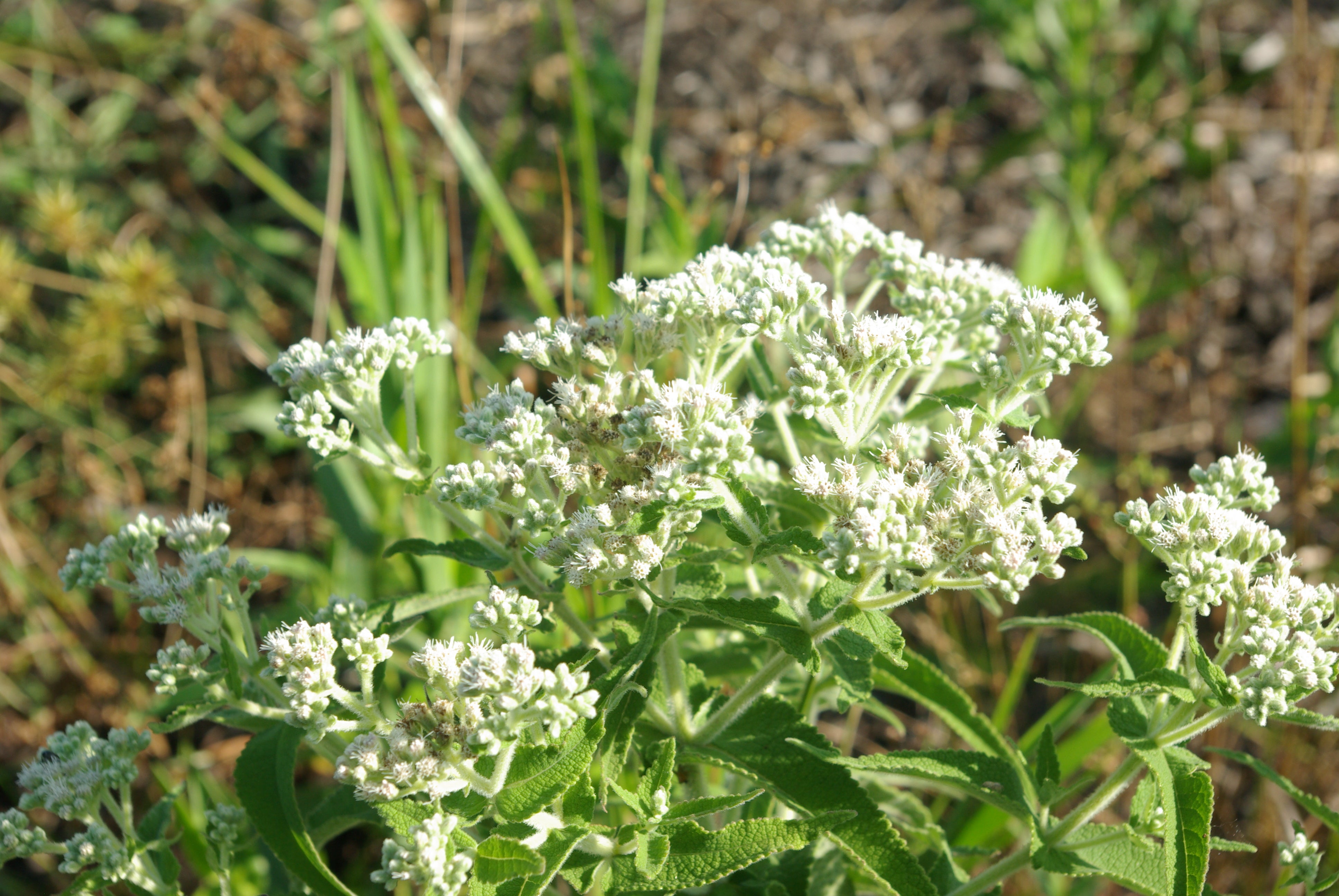 Eupatorium perfoliatum-Sp. (Common Boneset) - Regional Ecotype