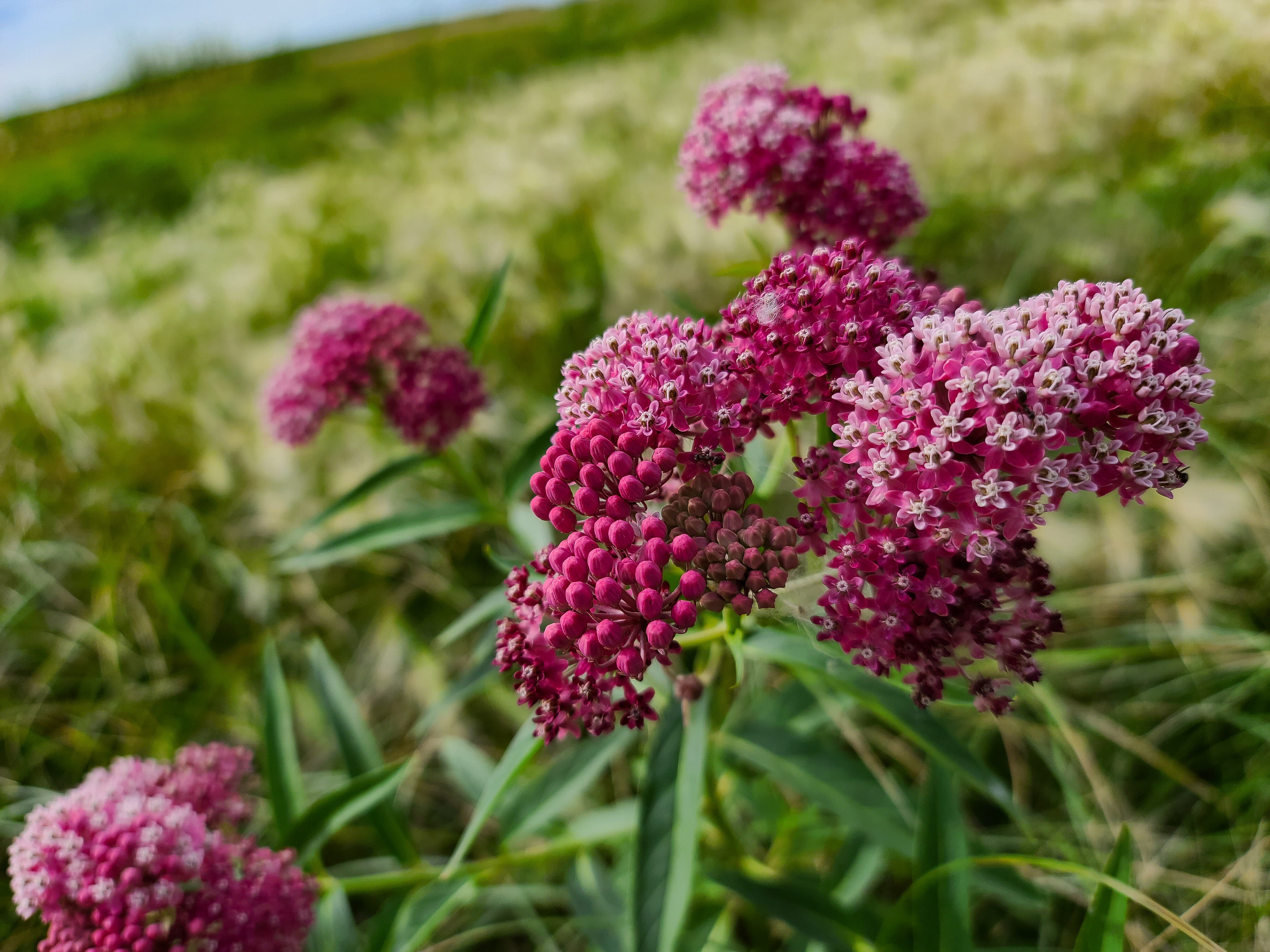 Asclepias incarnata-Sp. (Swamp Milkweed)