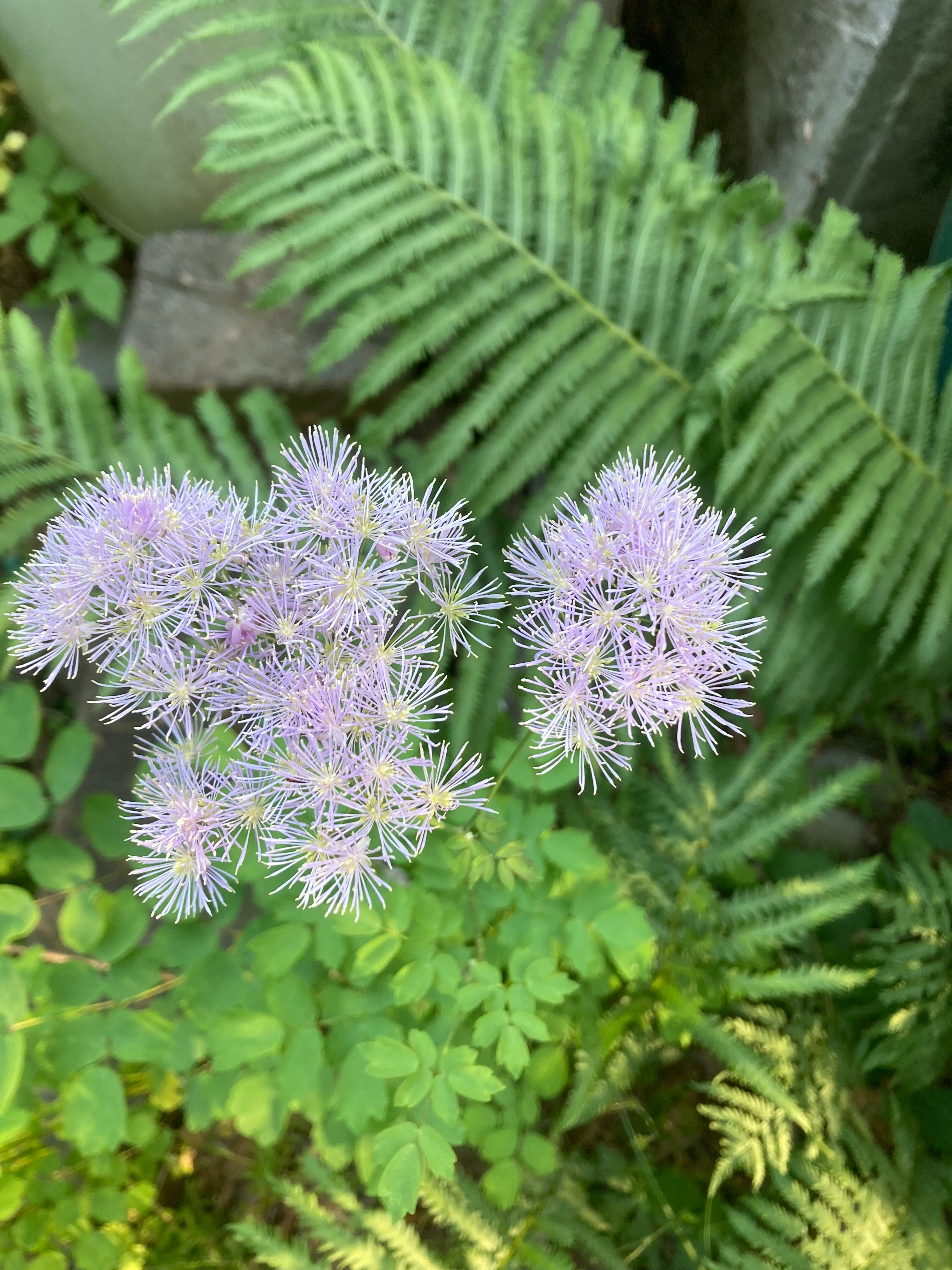 Thalictrum pubescens-Sp. - Regional Ecotype