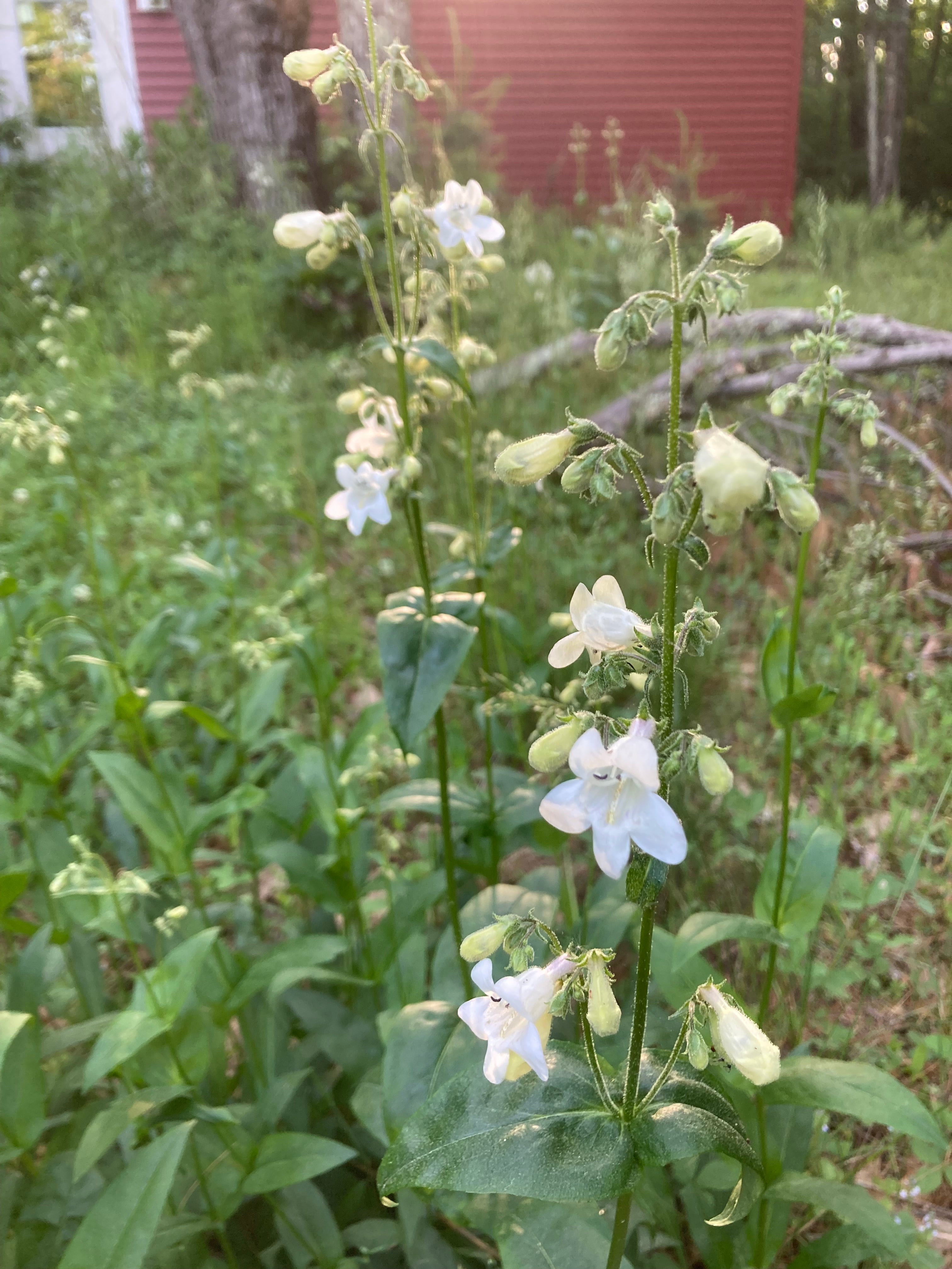 Penstemon digitalis-Sp. (Foxglove Beardtongue) - Regional Ecotype