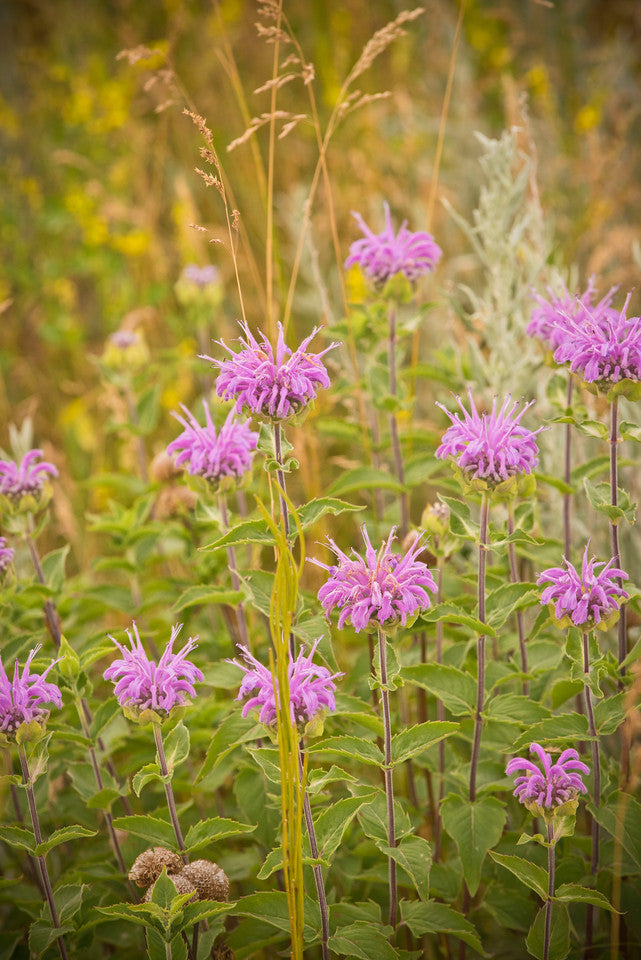 Monarda fistulosa-Sp. (Wild Bergamot) - Regional Ecotype