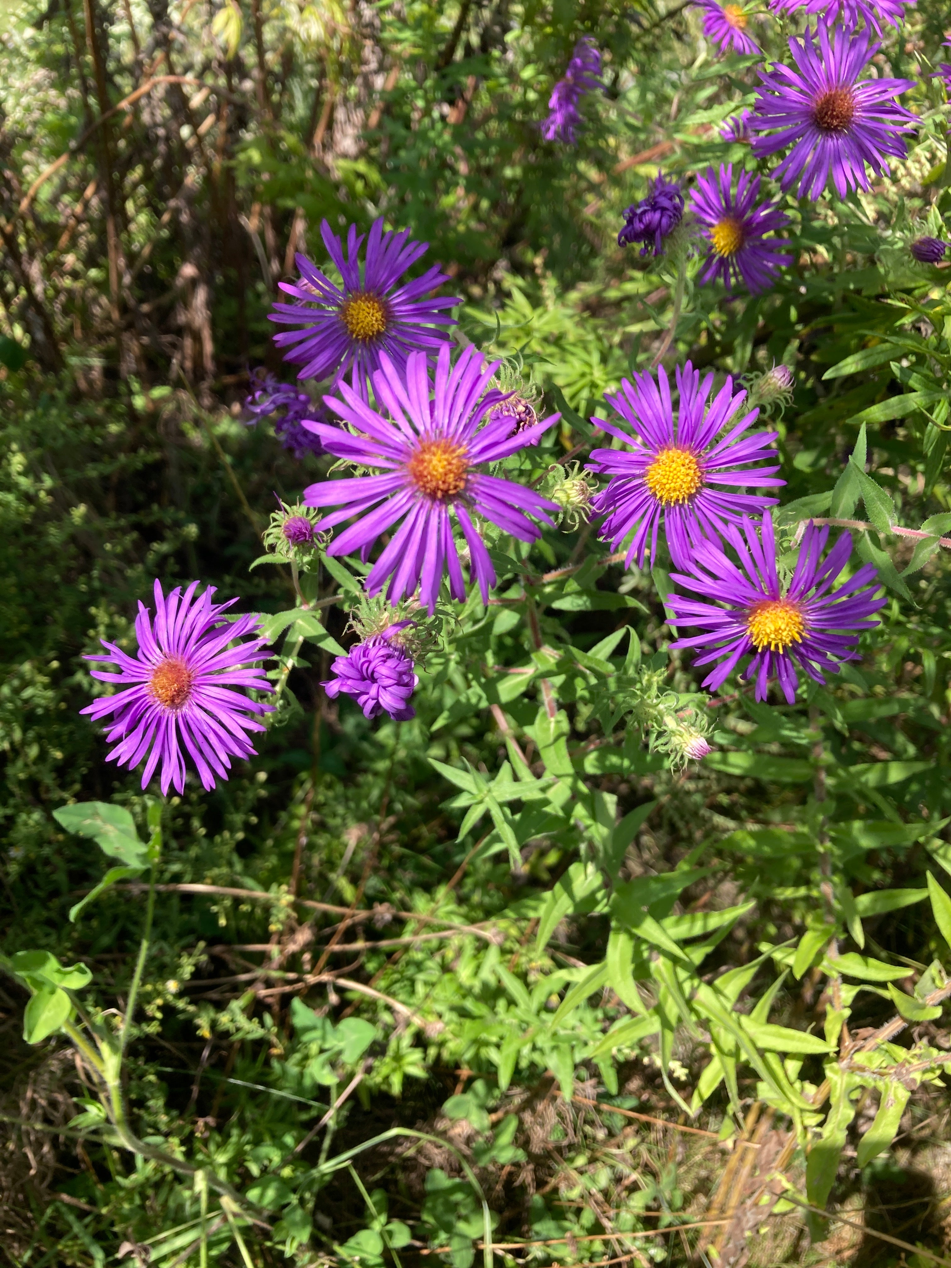 Symphyotrichum novae-angliae-Sp. - Regional Ecotype