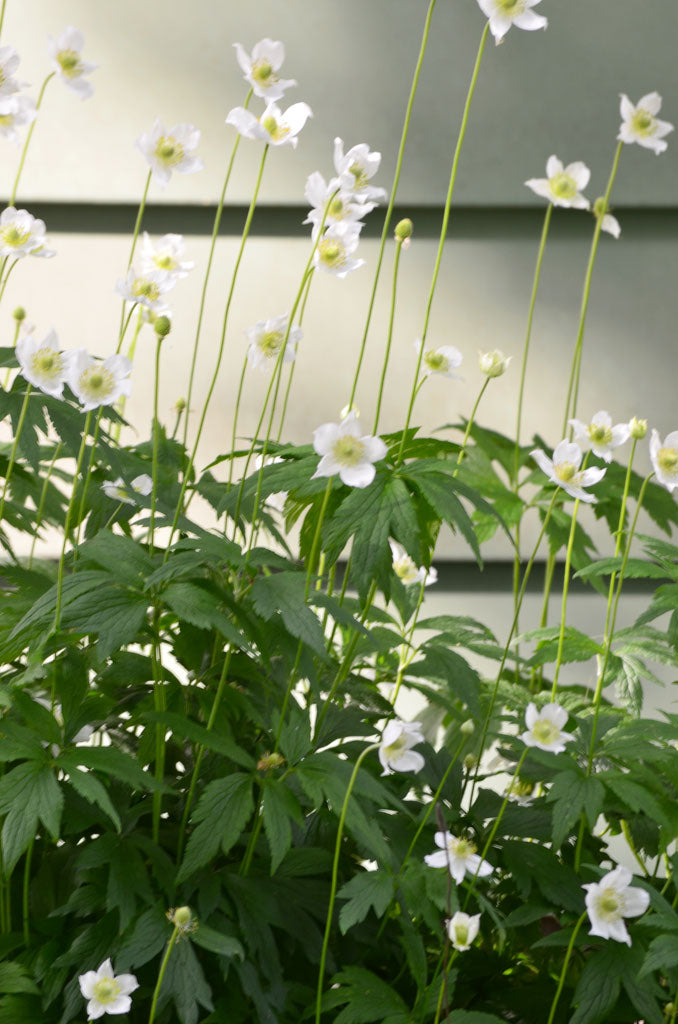 Anemone virginiana-Sp. (Tall Thimbleweed) - Regional Ecotype