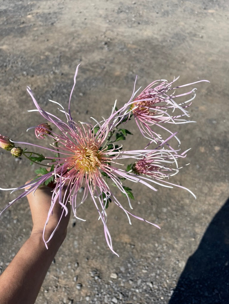 Chrysanthemum-Mystic, 5-stem, limited