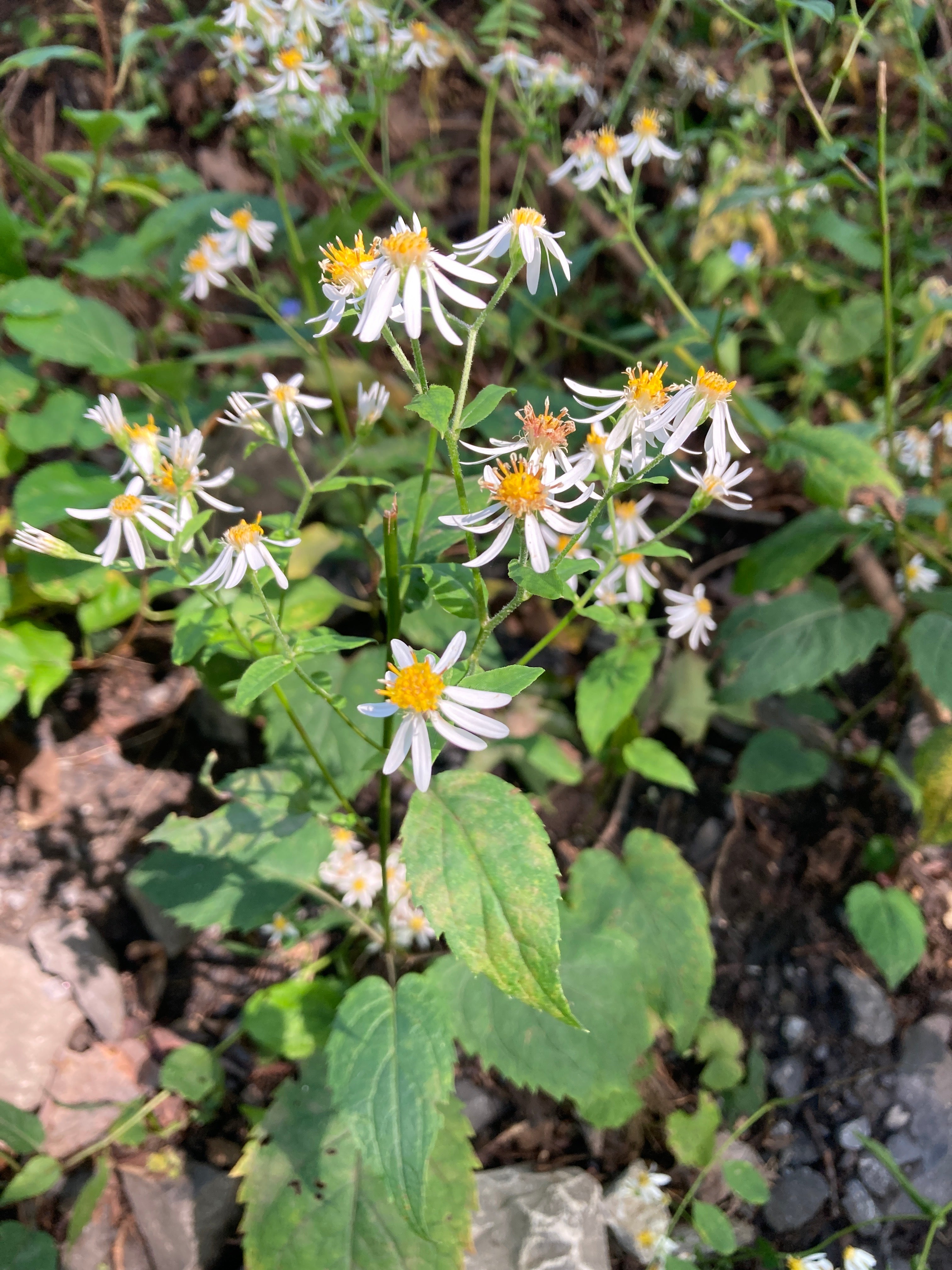 Eurybia divaricata-Sp. (White Wood Aster) - Regional Ecotype