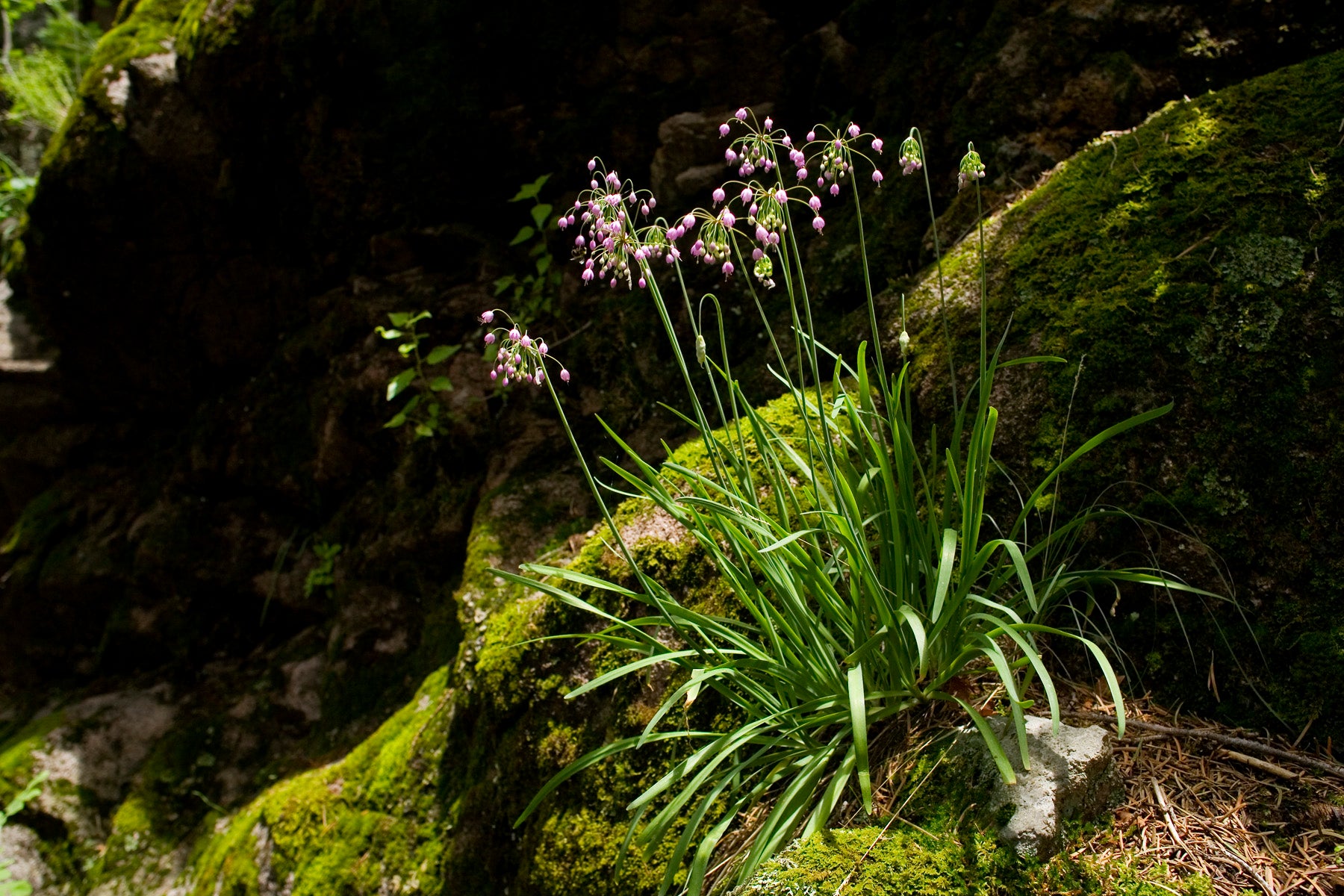 Allium cernuum-Sp. (Nodding Onion) - Regional Ecotype