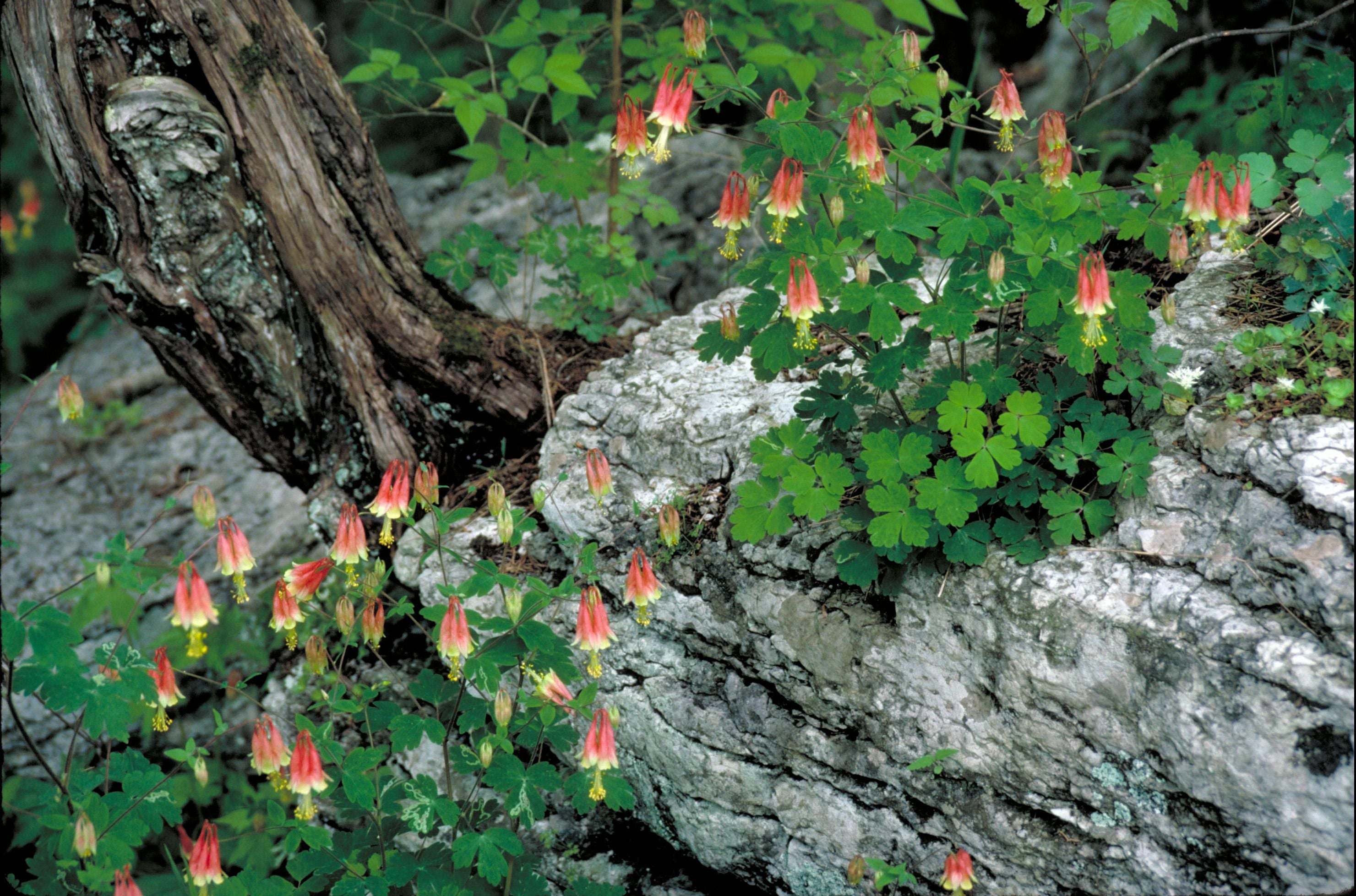 Aquilegia canadensis-Sp. (Red Columbine)