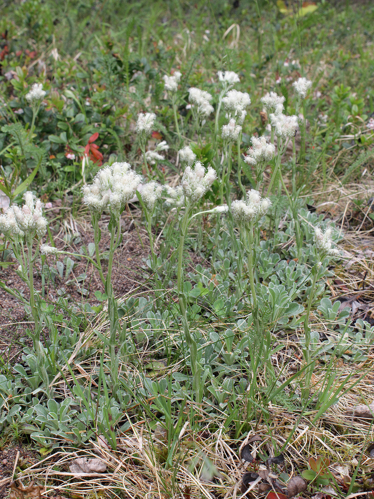 Antennaria plantaginifolia-Sp (Plantain-Leaf Pussytoes)