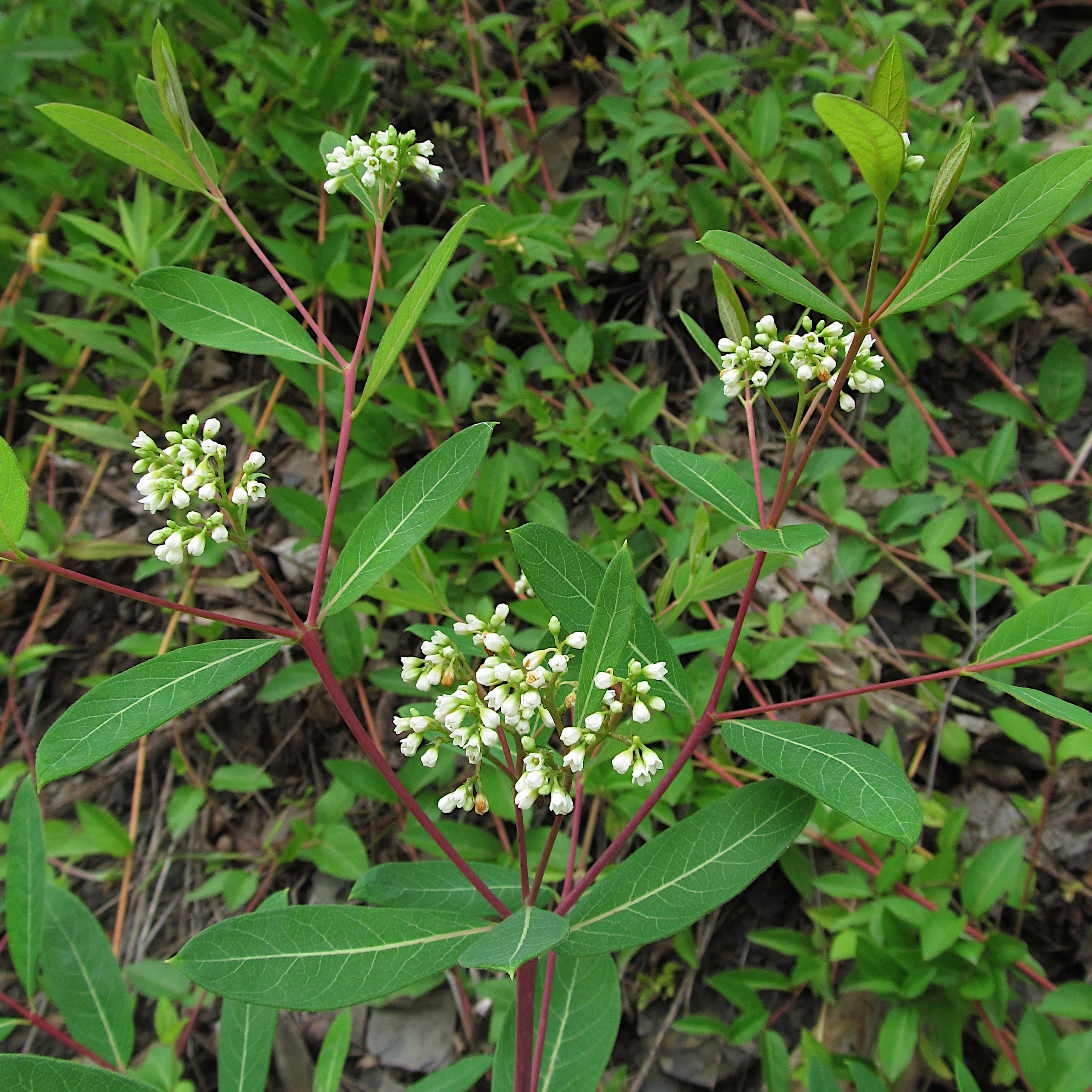 Apocynum cannabinum-Sp. (Dogbane) - Regional Ecotype