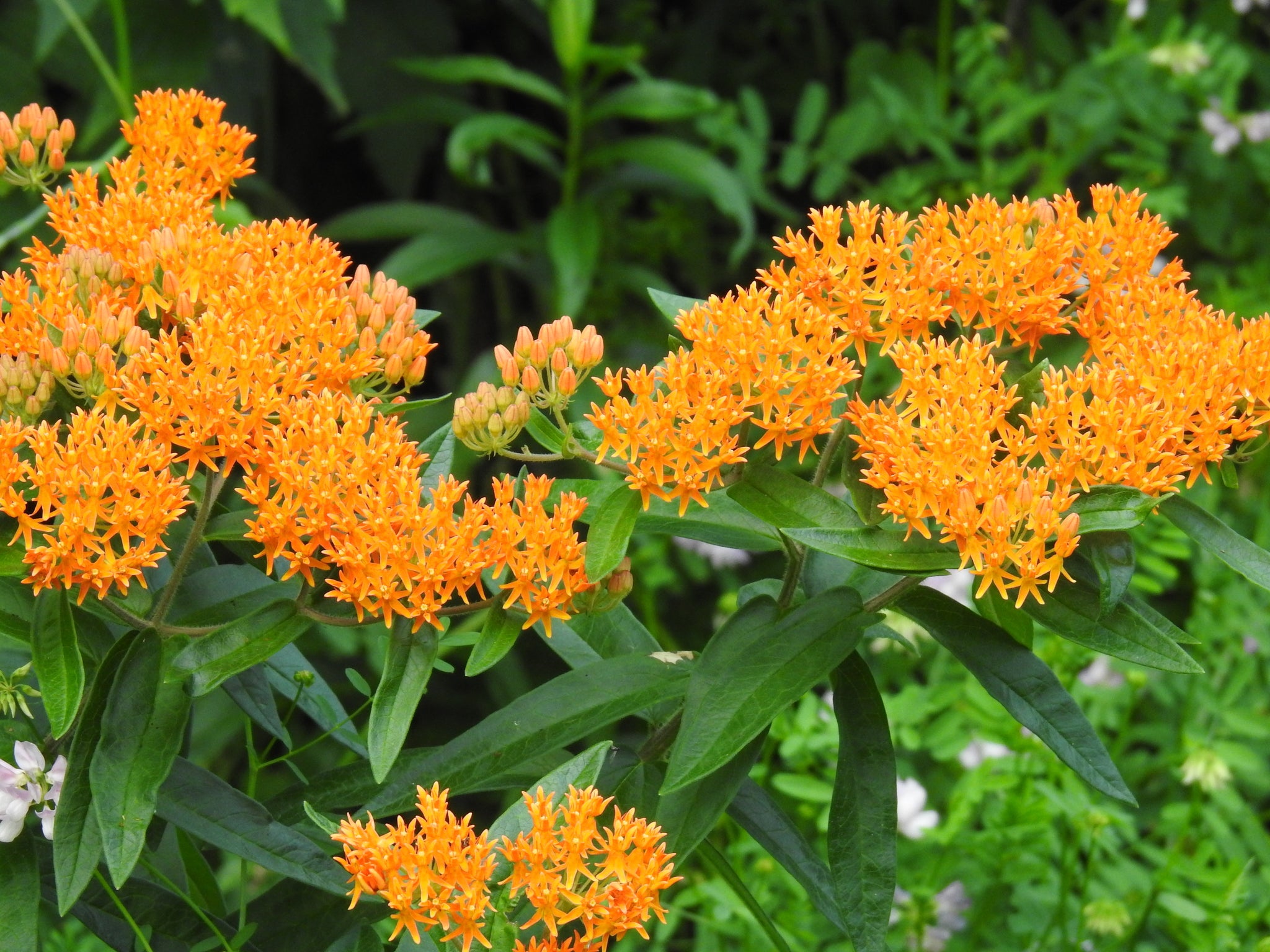 Asclepias tuberosa-Sp. (Butterfly Weed)