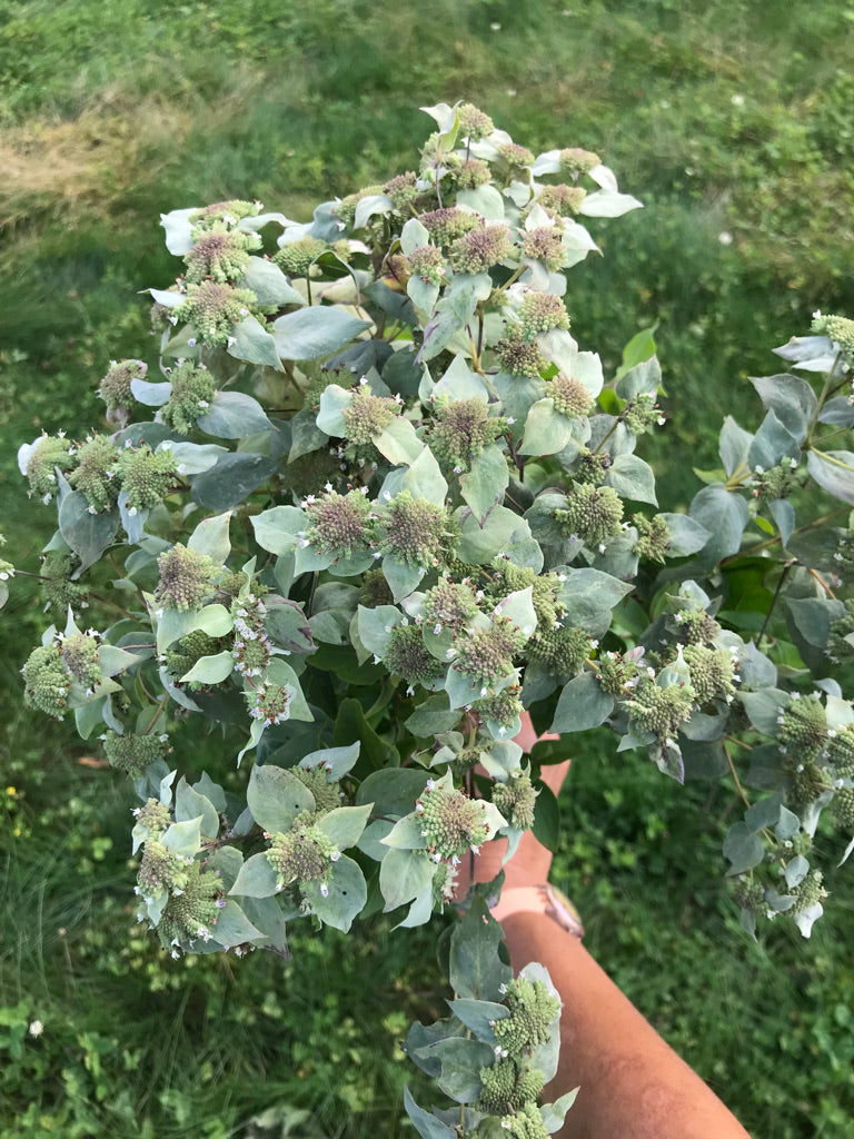 Pycnanthemum muticum-Sp. (Clustered Mountain Mint)