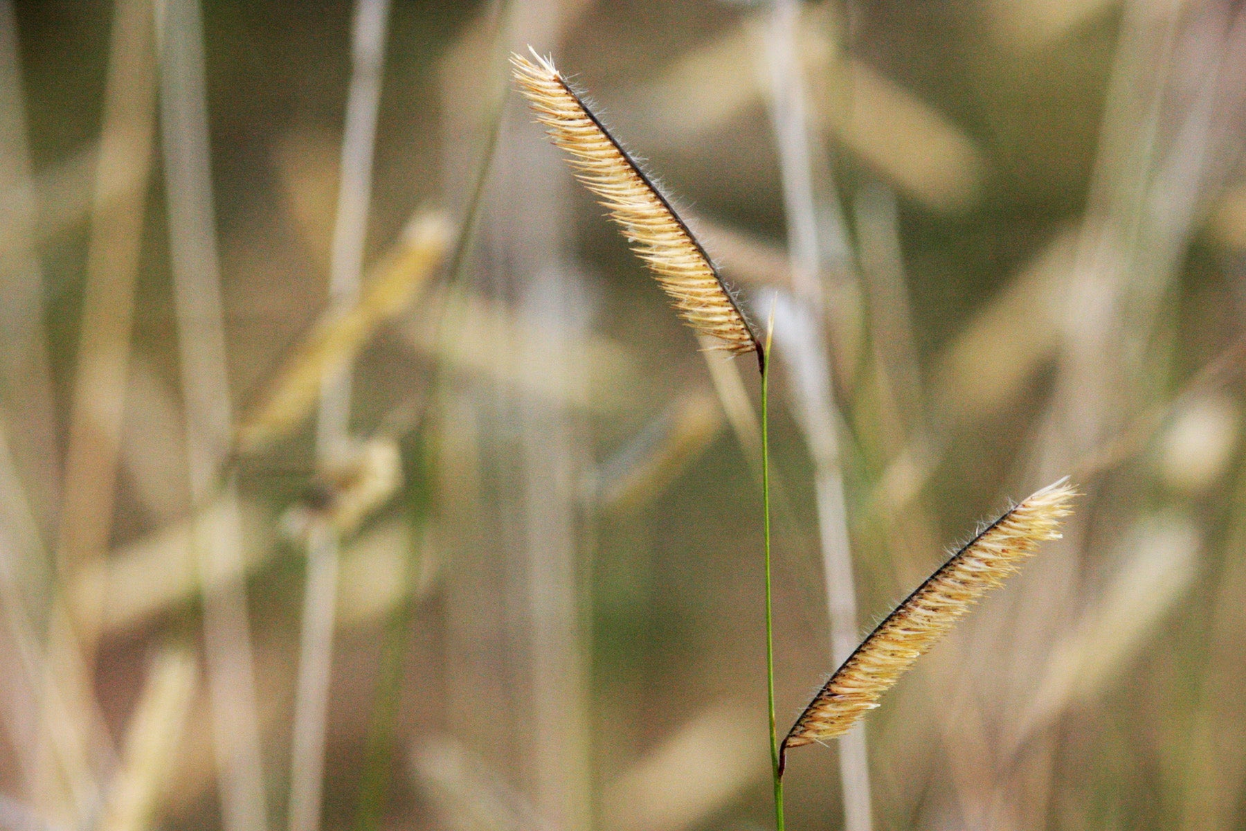 Bouteloua gracilis-Sp (Blue Grama Grass)