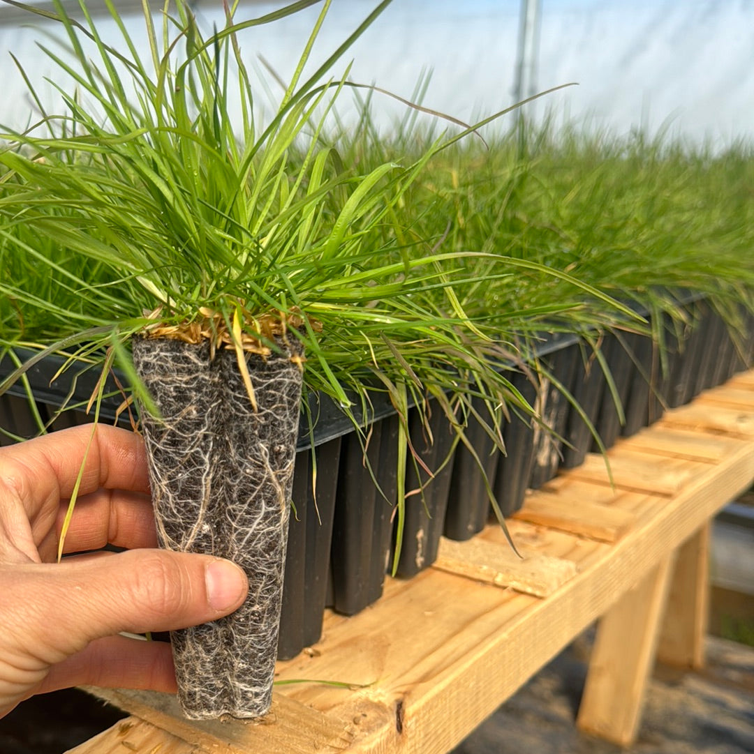 Deschampsia cespitosa-Sp. (Tufted Hairgrass)