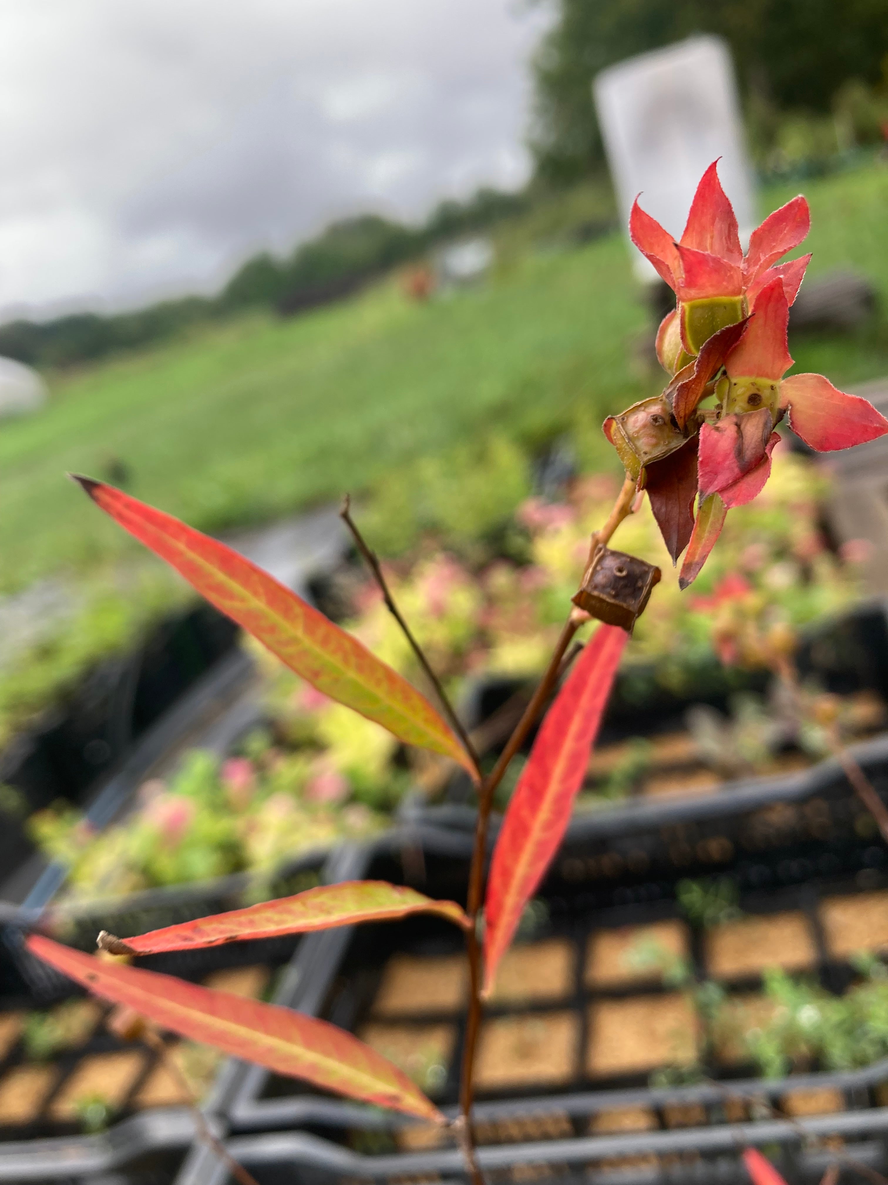 Ludwigia alternifolia-Sp. (Seedbox)