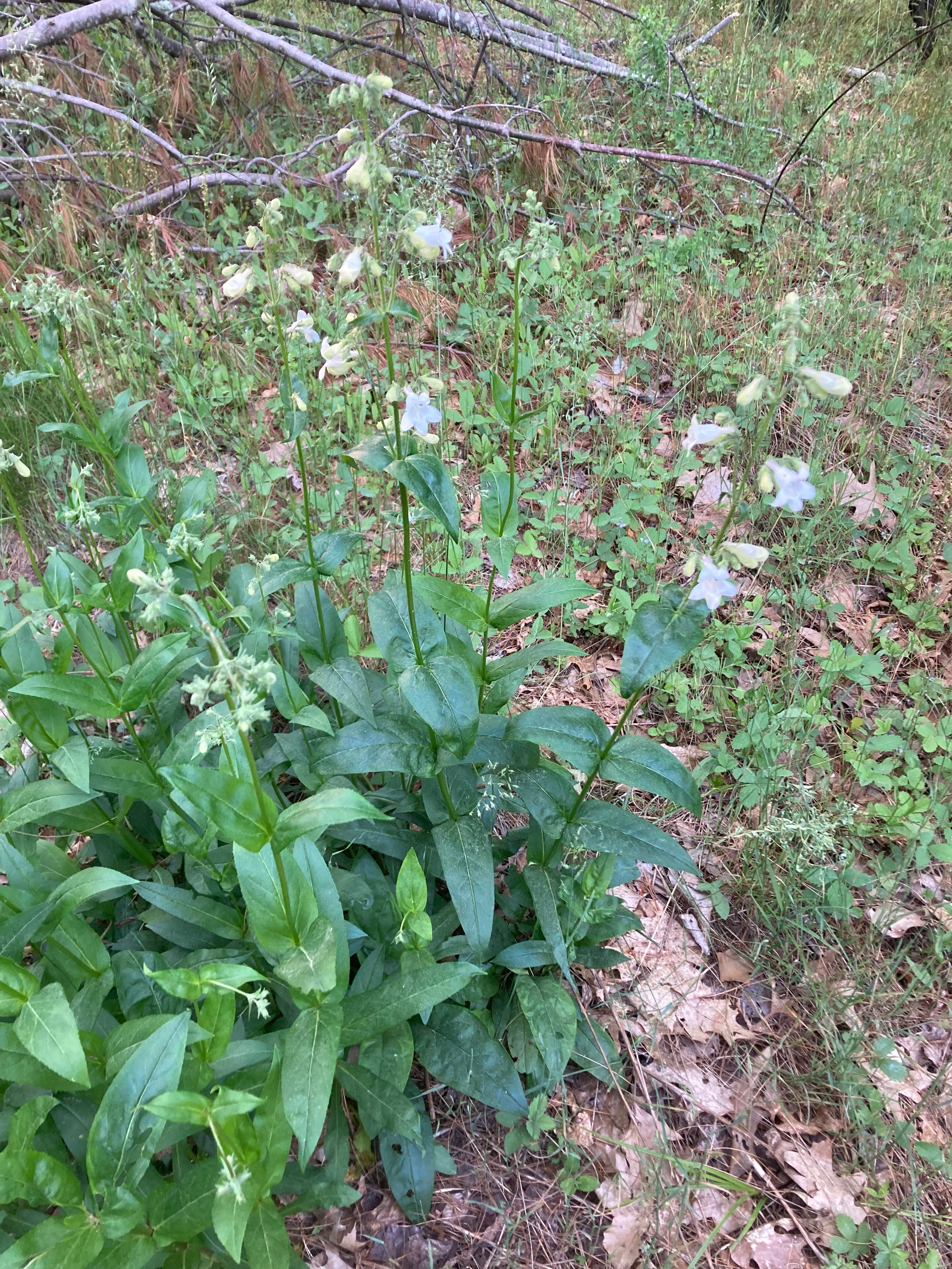 Penstemon digitalis-Sp. (Foxglove Beardtongue) - Regional Ecotype