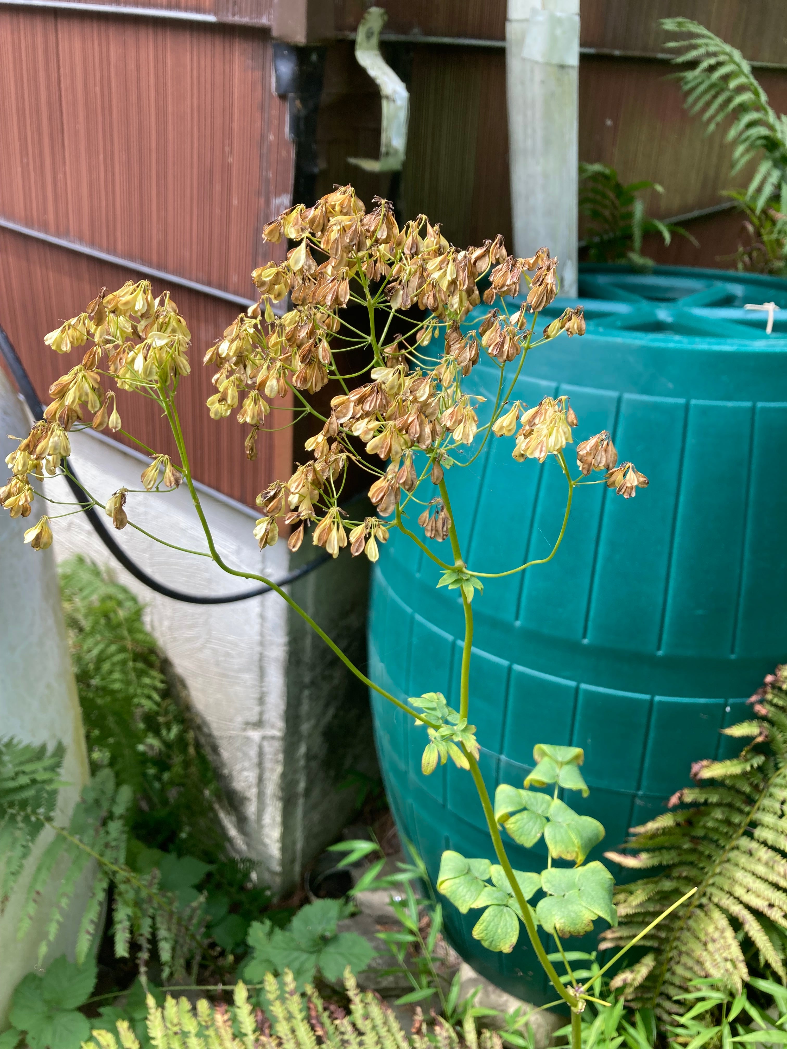 Thalictrum dioicum-Sp. (Early Meadow Rue)