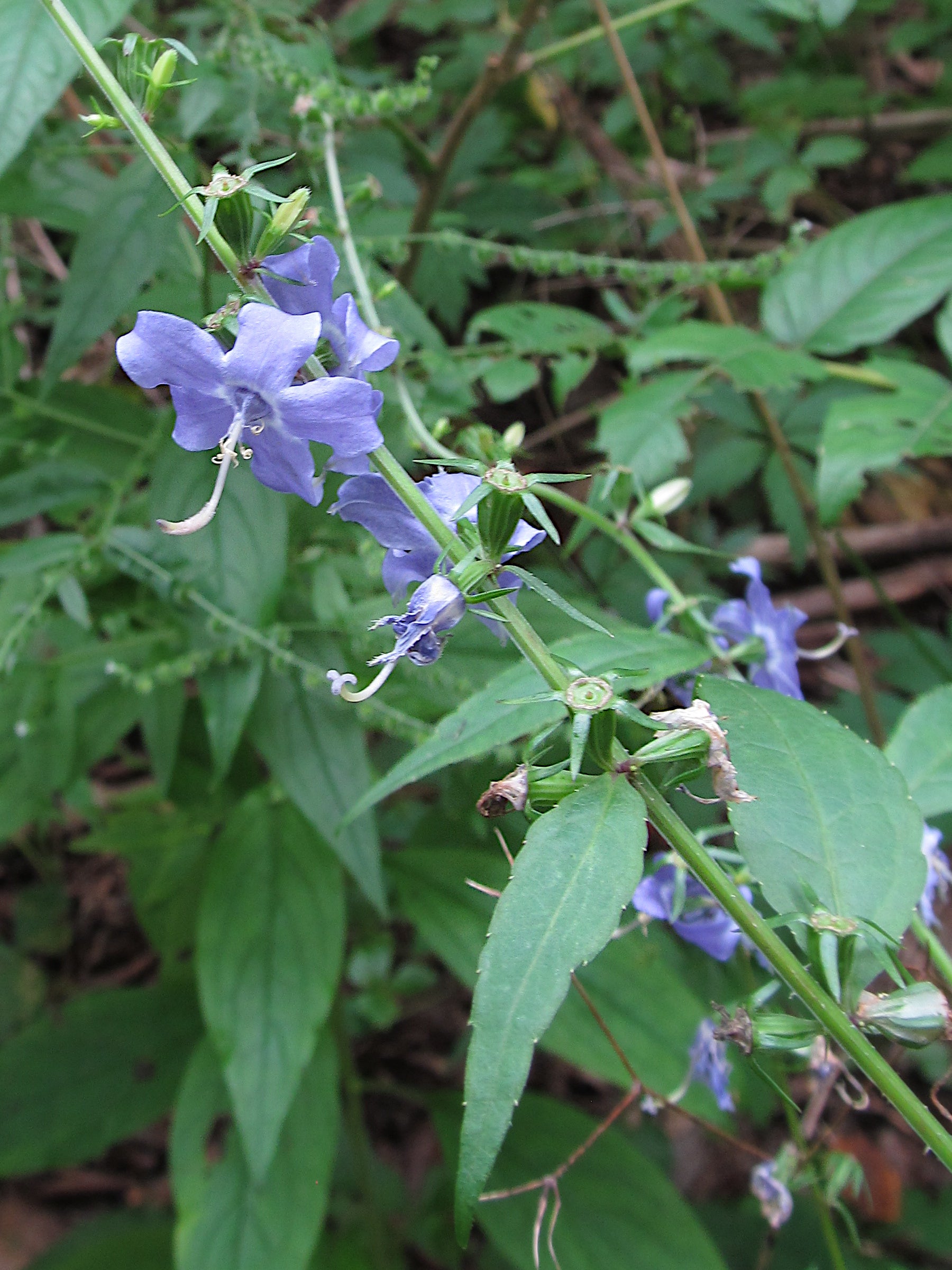 Campanula americana-Sp. (American Bellflower)