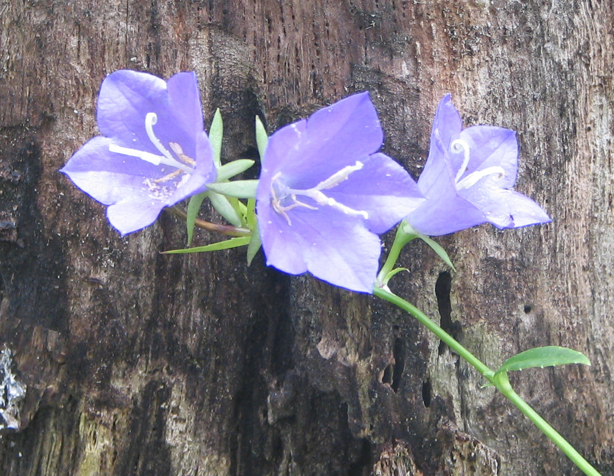 Campanula rotundifolia-Sp. (Harebell)