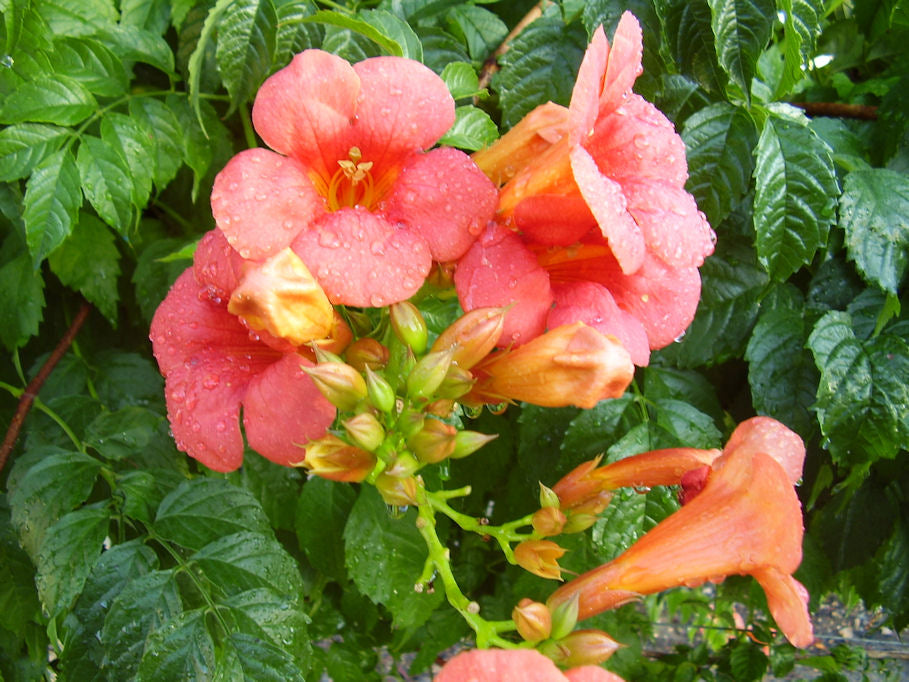 Campsis radicans-Sp. (Trumpet Vine) - Regional Ecotype