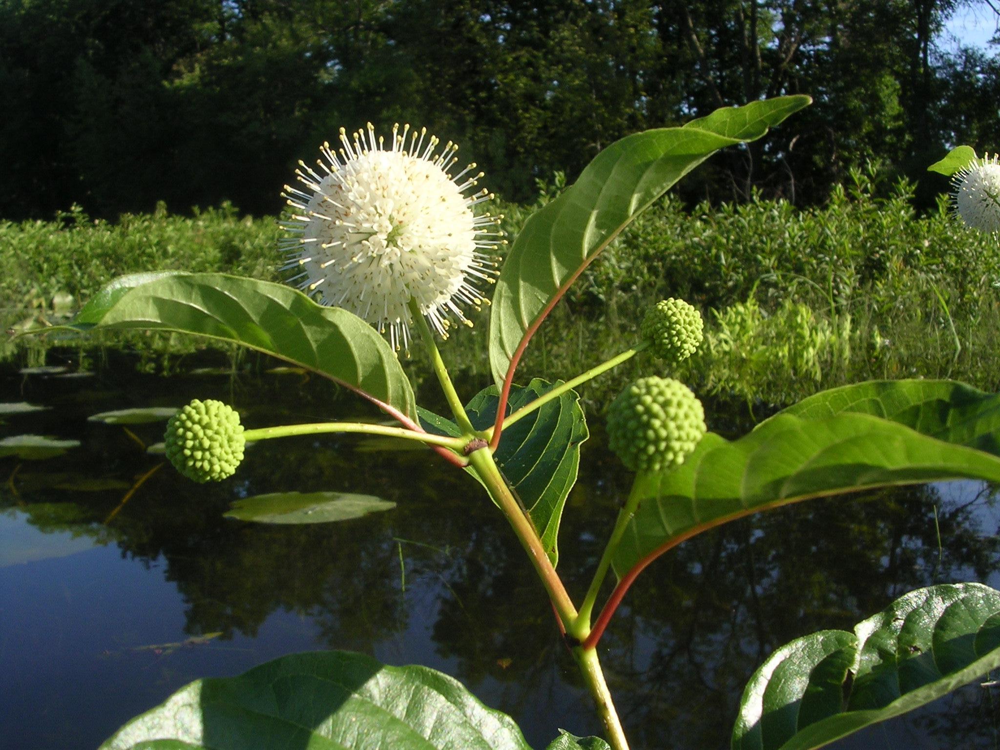 Cephalanthus occidentalis-Sp. (Buttonbush) - Regional Ecotype