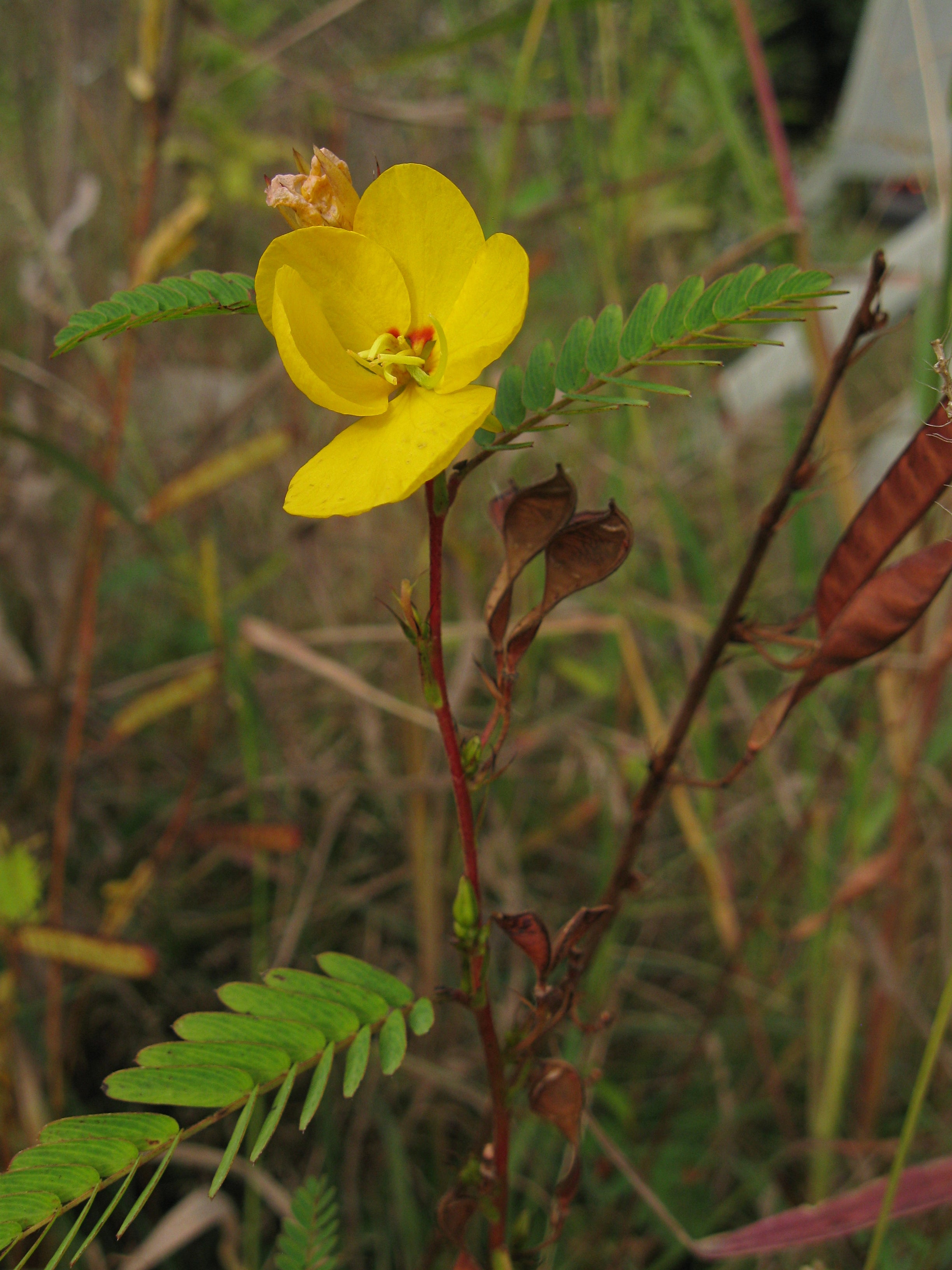 Chamaecrista fasciculata-Sp. (Partridge Pea) - Regional Ecotype