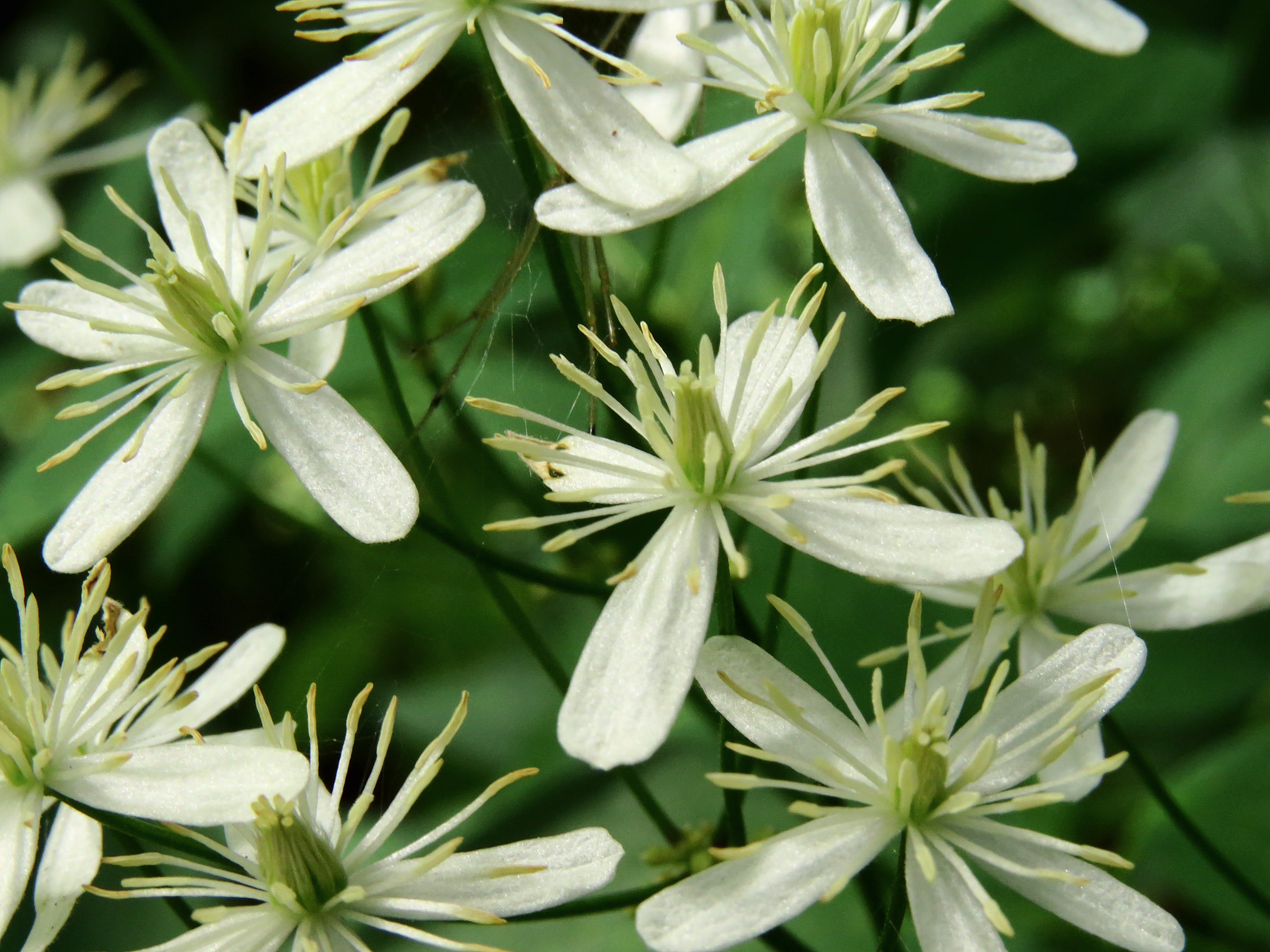 Clematis virginiana-Sp. (Virgin's Bower) - Regional Ecotype