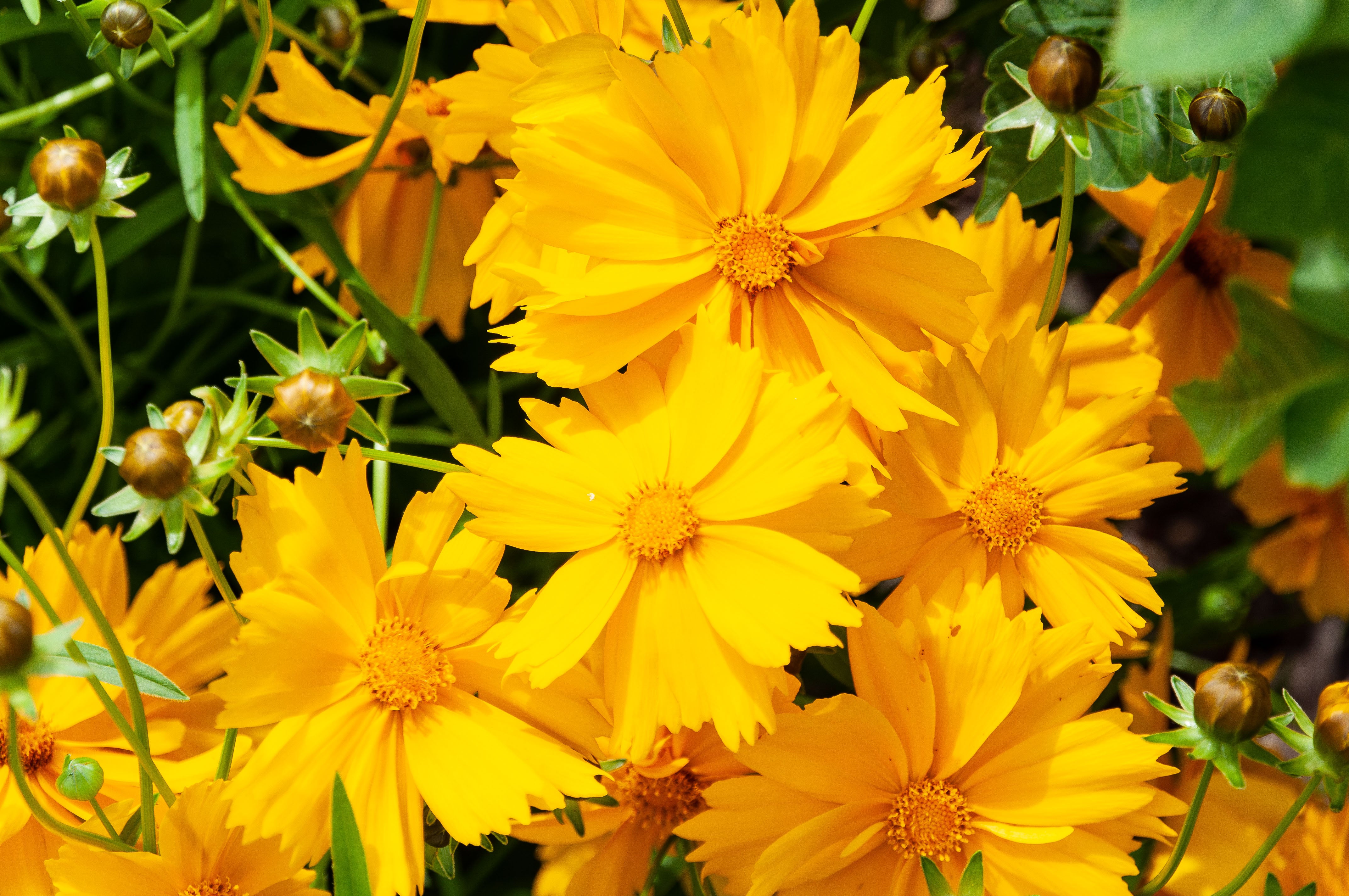 Coreopsis lanceolata-Sp. (Lanceleaf Coreopsis)