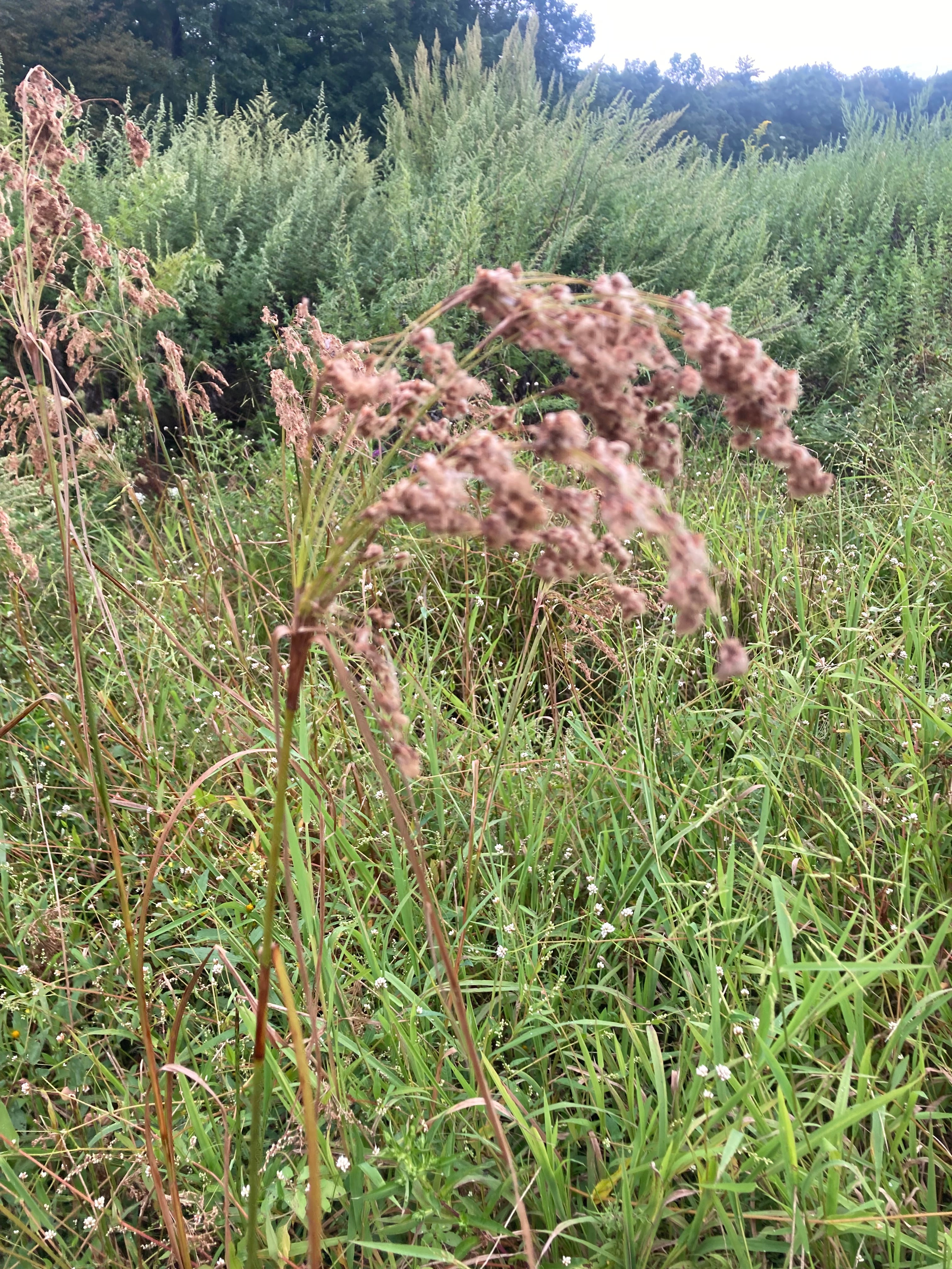 Scirpus cyperinus-Sp. (Wool Grass) - Regional Ecotype