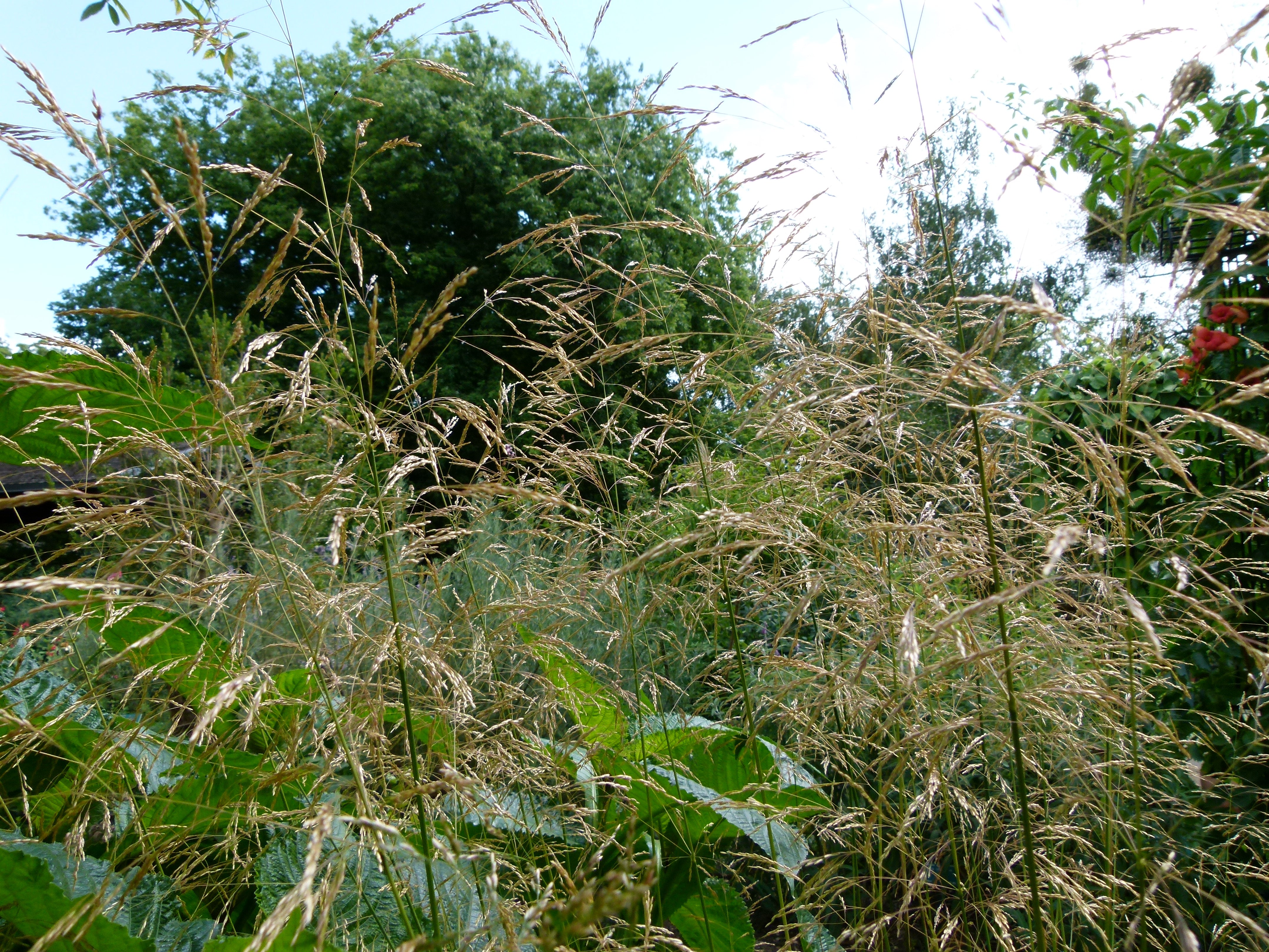 Deschampsia cespitosa-Sp. (Tufted Hairgrass)