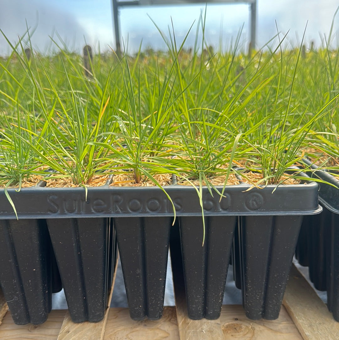 Calamagrostis Canadensis-Sp. (Bluejoint Grass)