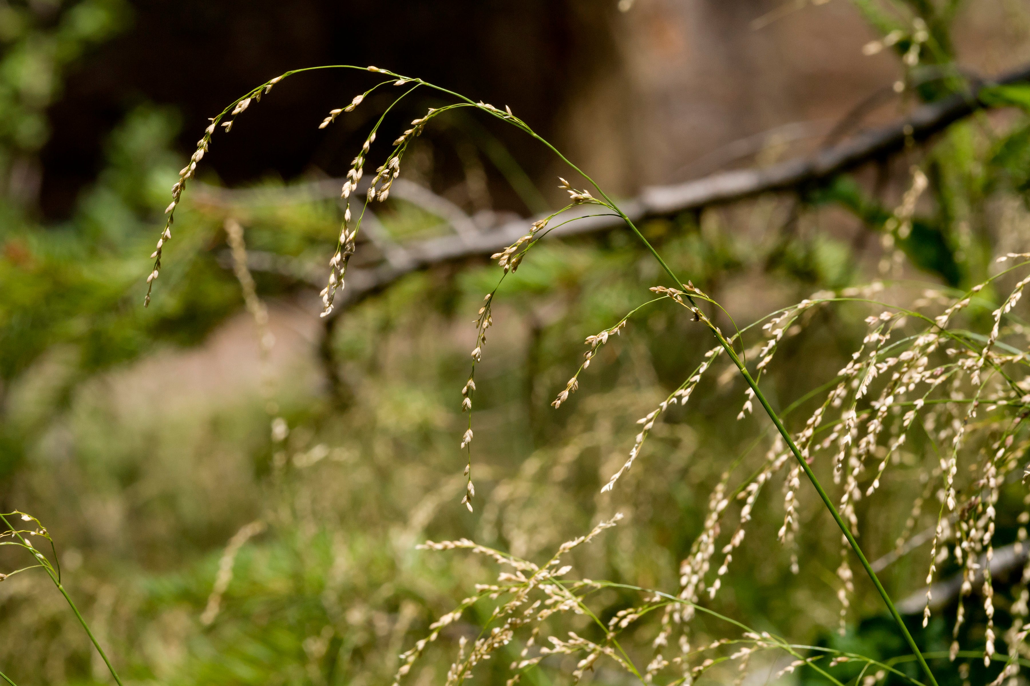 Glyceria striata-Sp. (Fowl Mannagrass) - Regional Ecotype