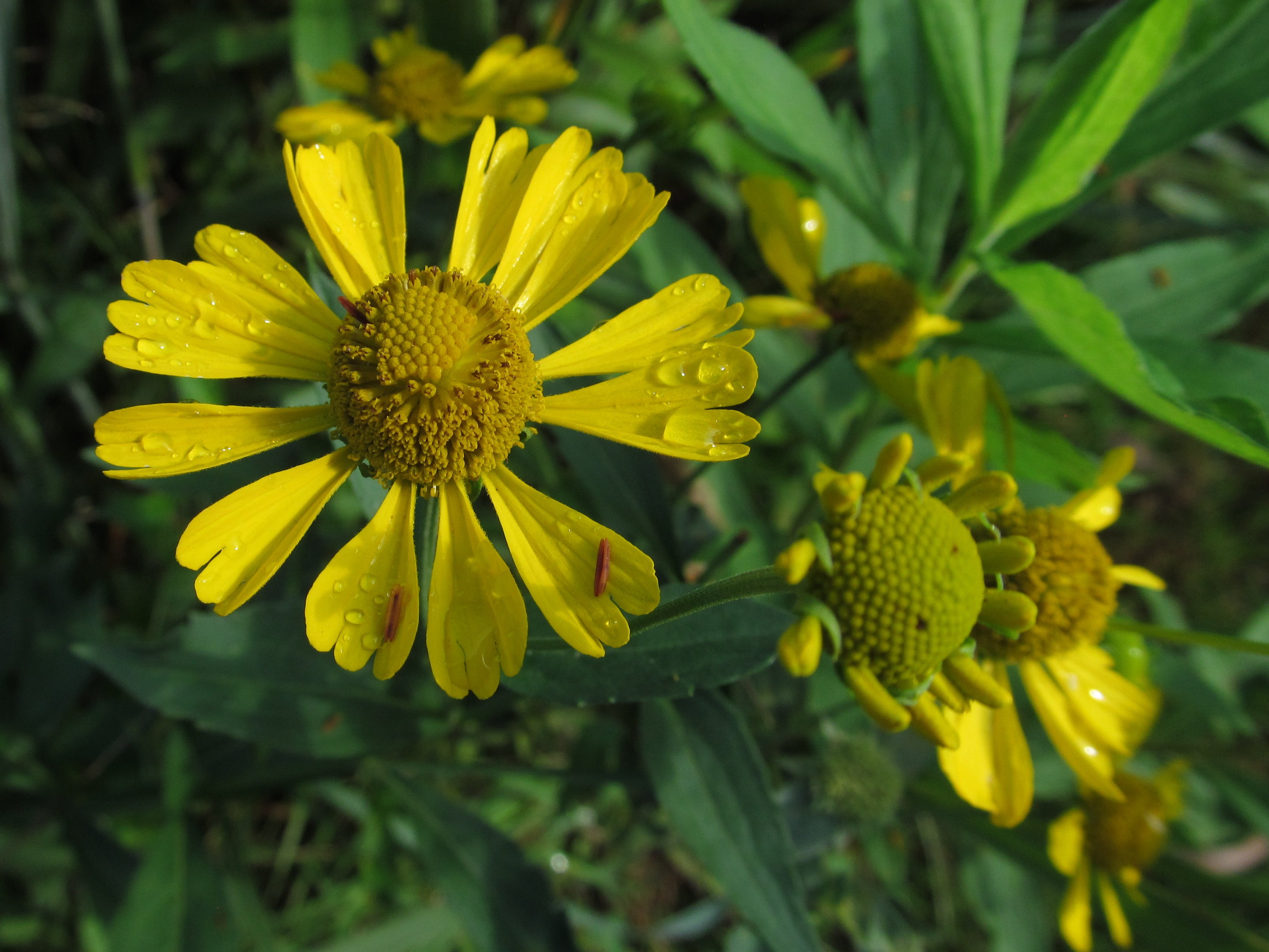 Helenium autumnale-Sp. (Sneezeweed) - Regional Ecotype