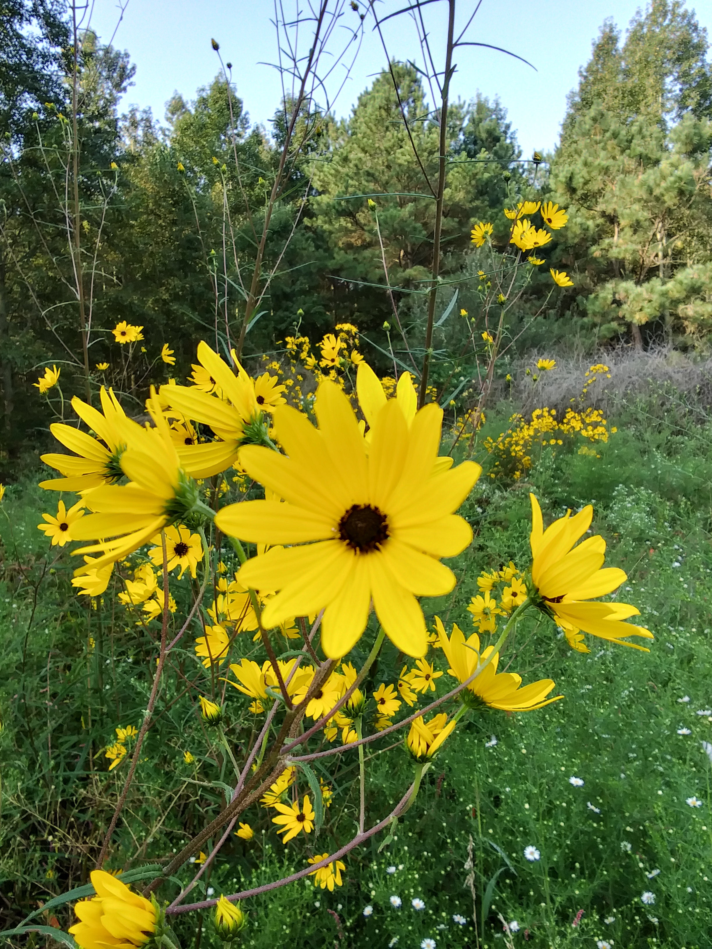 Helianthus angustifolius-Sp. (Swamp Sunflower)