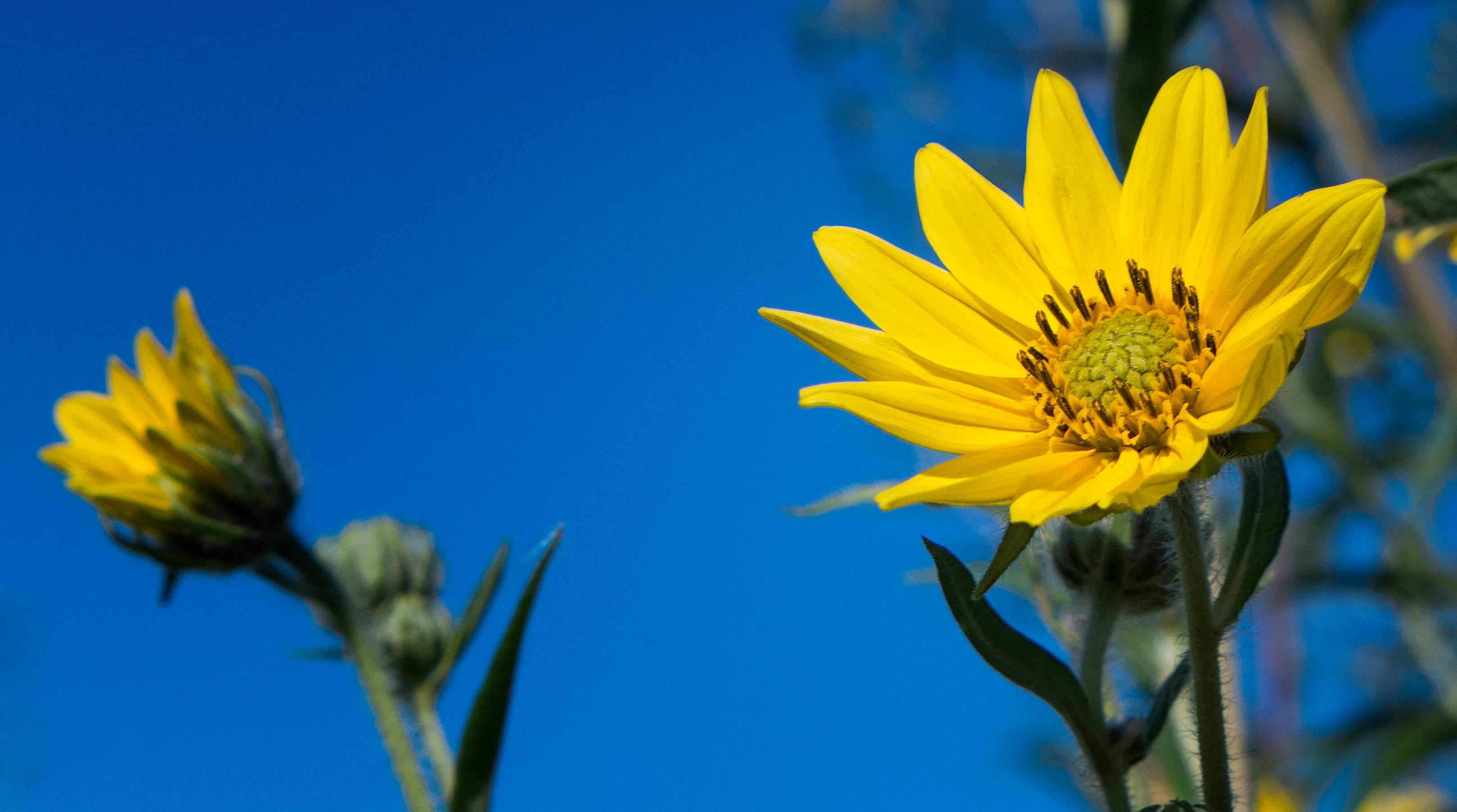 Helianthus giganteus-Sp. (Tall Sunflower)