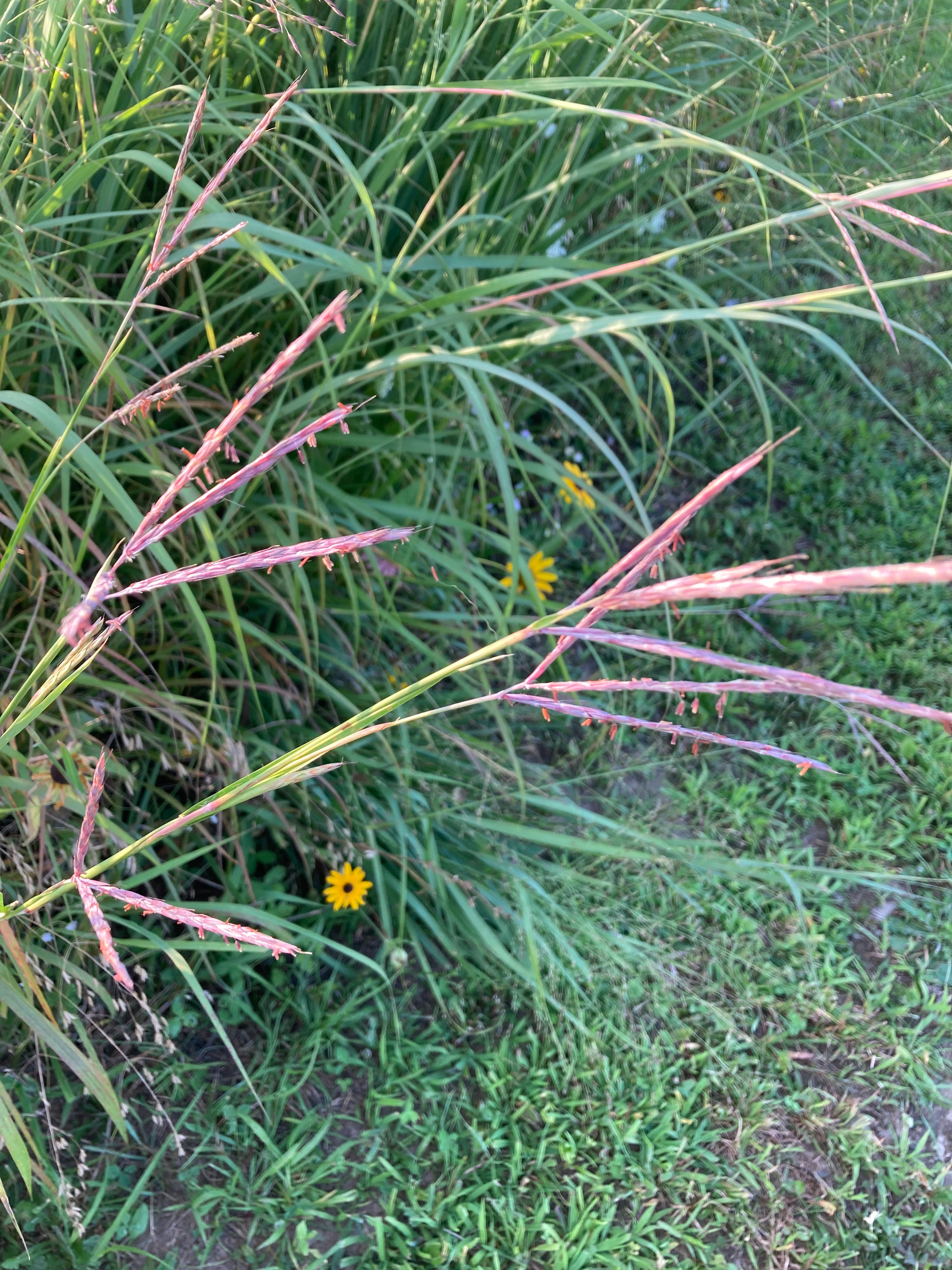 Andropogon gerardii-Sp. (Big Bluestem)