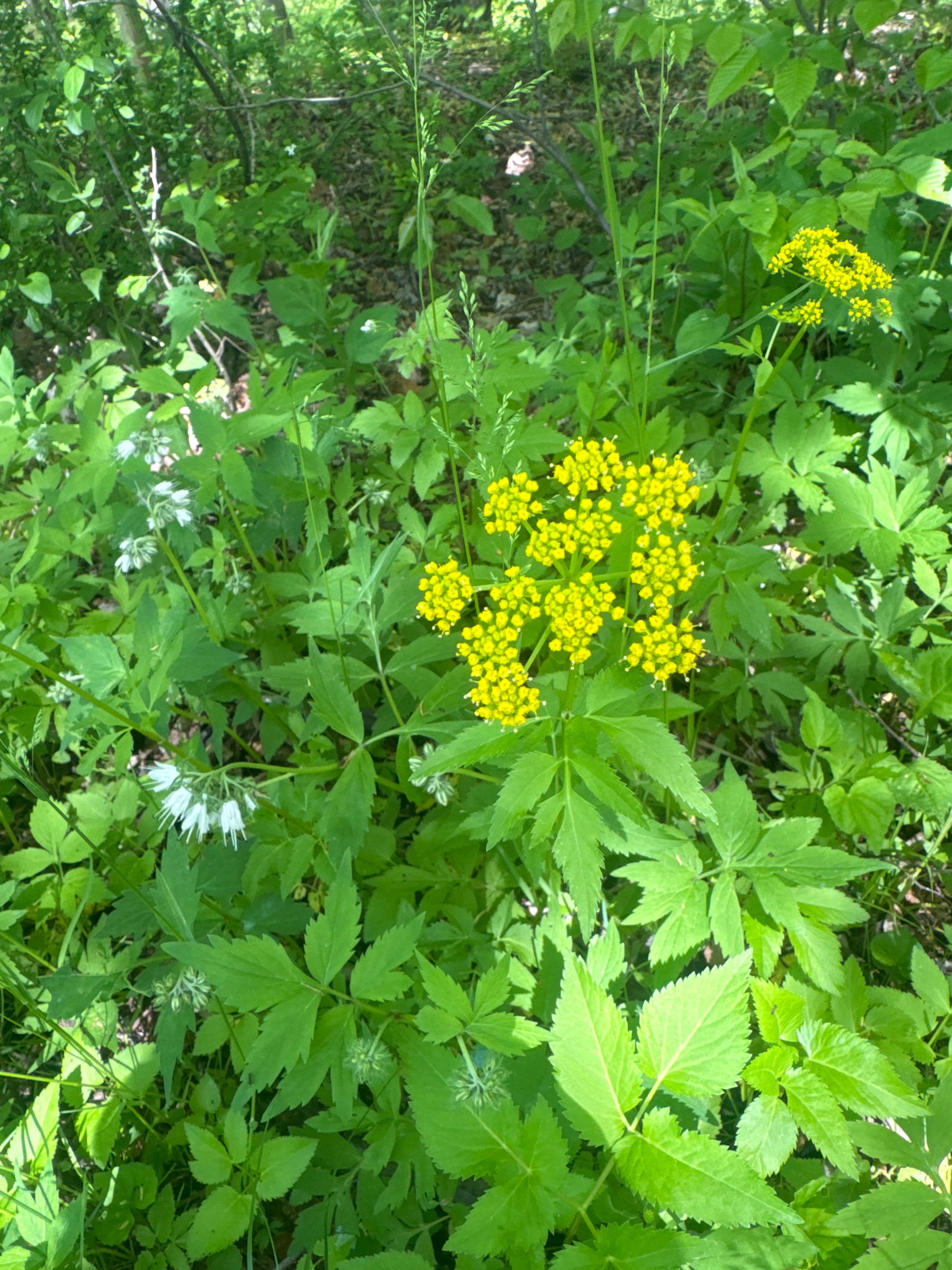 Zizia aurea-Sp. (Golden Alexanders)