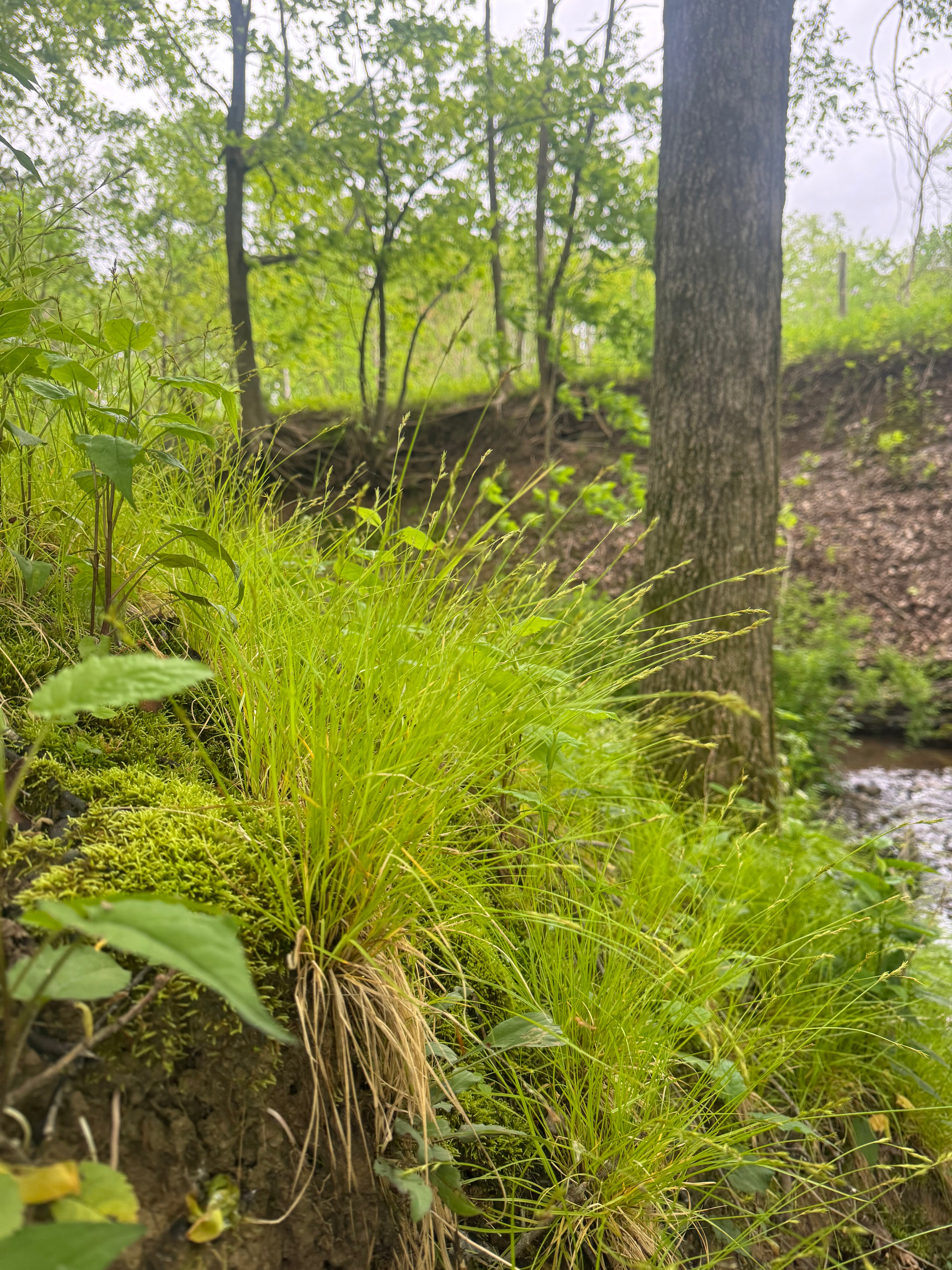 Carex bromoides (Brome Sedge) - Regional Ecotype