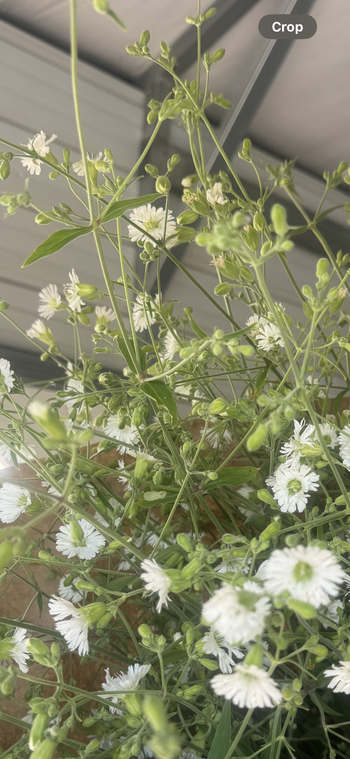 Silene stellata-Sp. (Starry Campion)