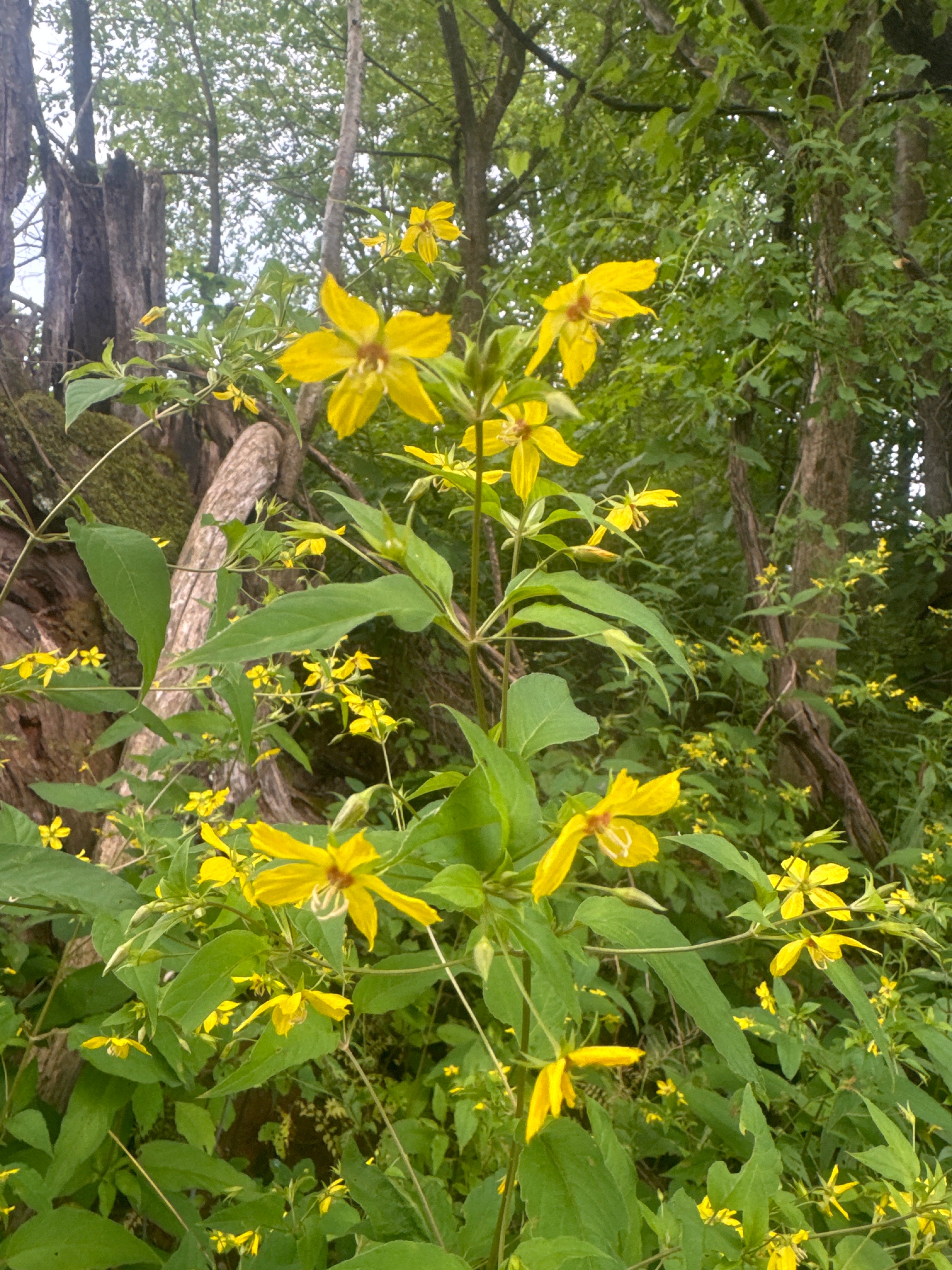 Lysimachia ciliata-Sp. (Fringed Loosestrife)